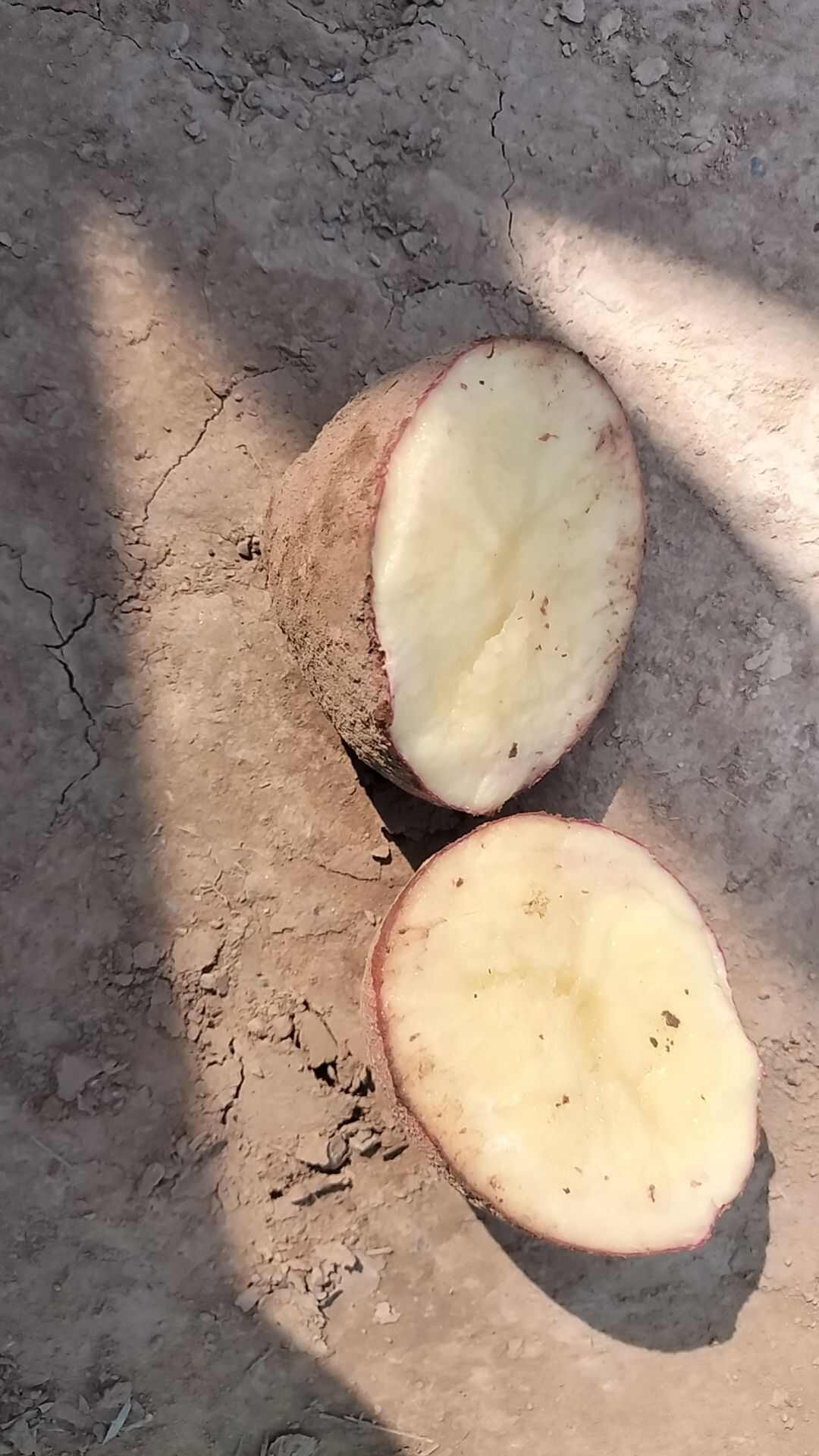 高原红皮黄心土豆