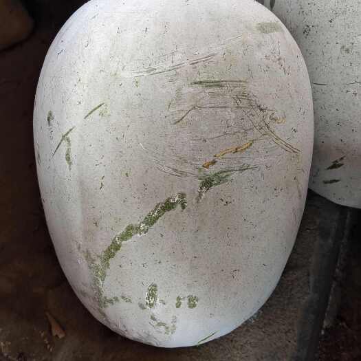 南安市白皮冬瓜