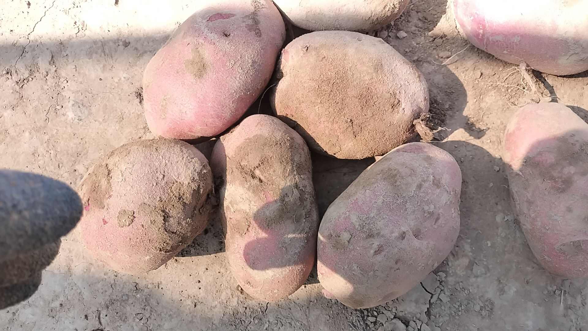 高原红皮黄心土豆