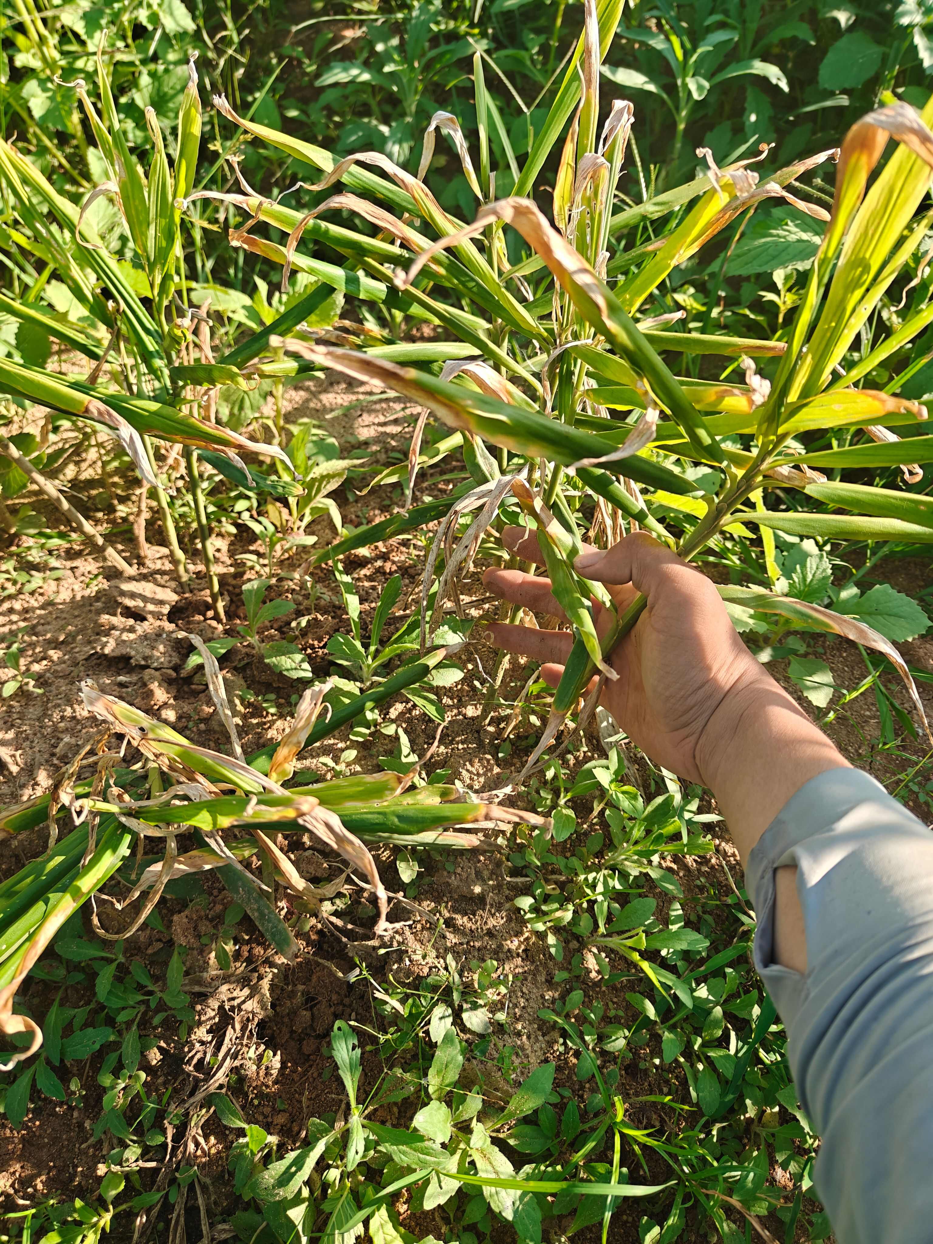 云南生态小黄姜，嫩姜，11 月转老姜可预定