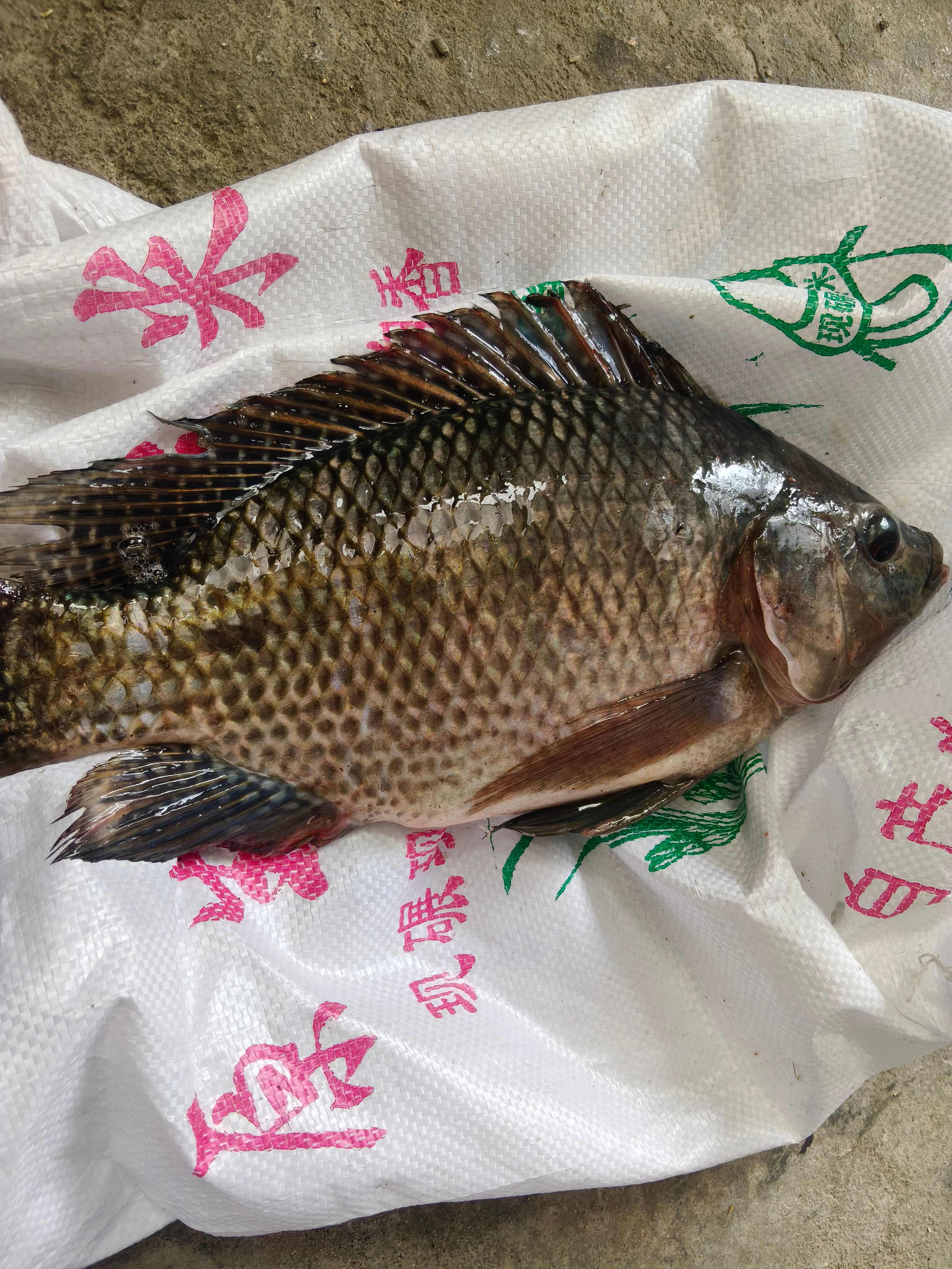罗非鱼