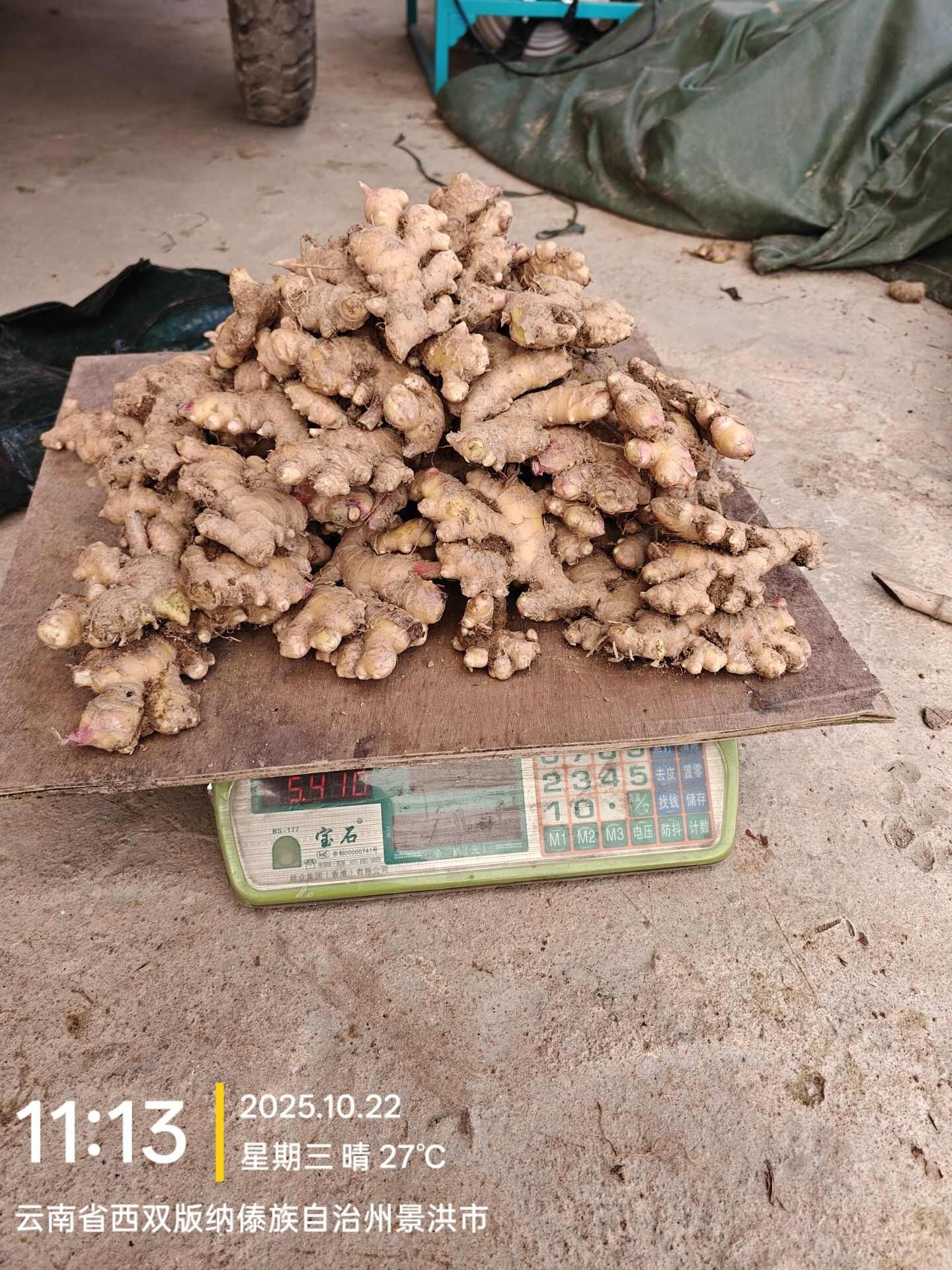 云南生态小黄姜，嫩姜，11 月转老姜可预定