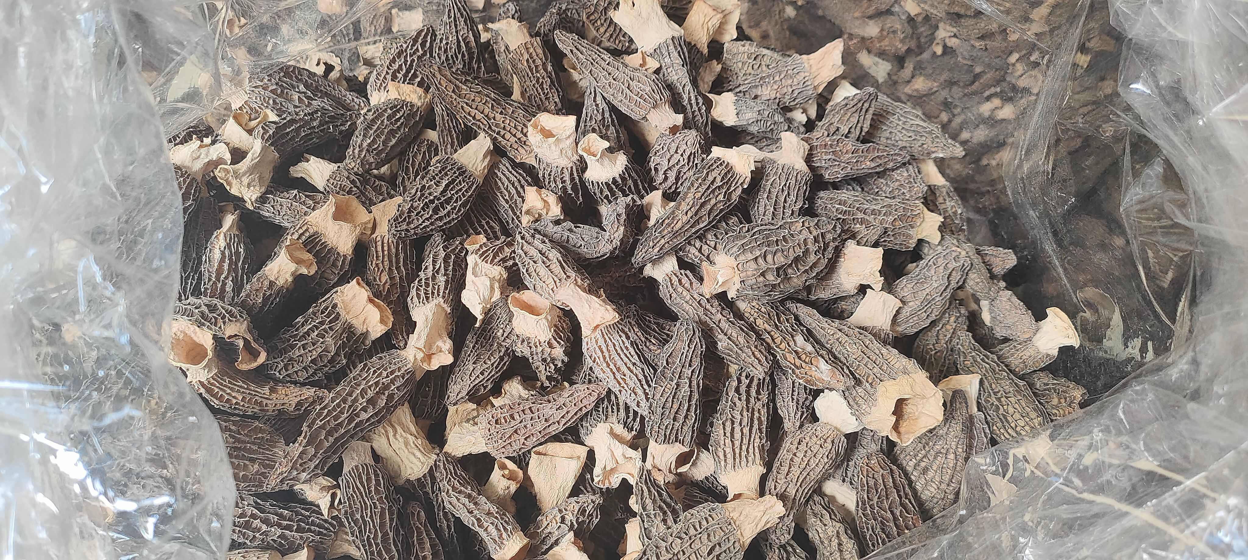 广西玉林羊肚菌干货玉林发货