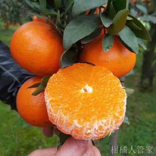 我们是三峡高山蜜桔的一手货源哦!新鲜又好吃,快来找我吧~