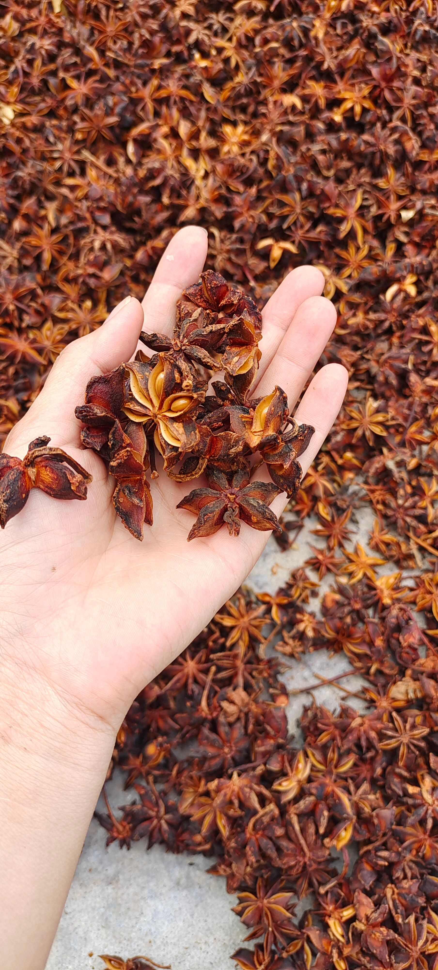 [天然无硫】广西无硫新货八角大料茴香调料香料卤料毛尖组合