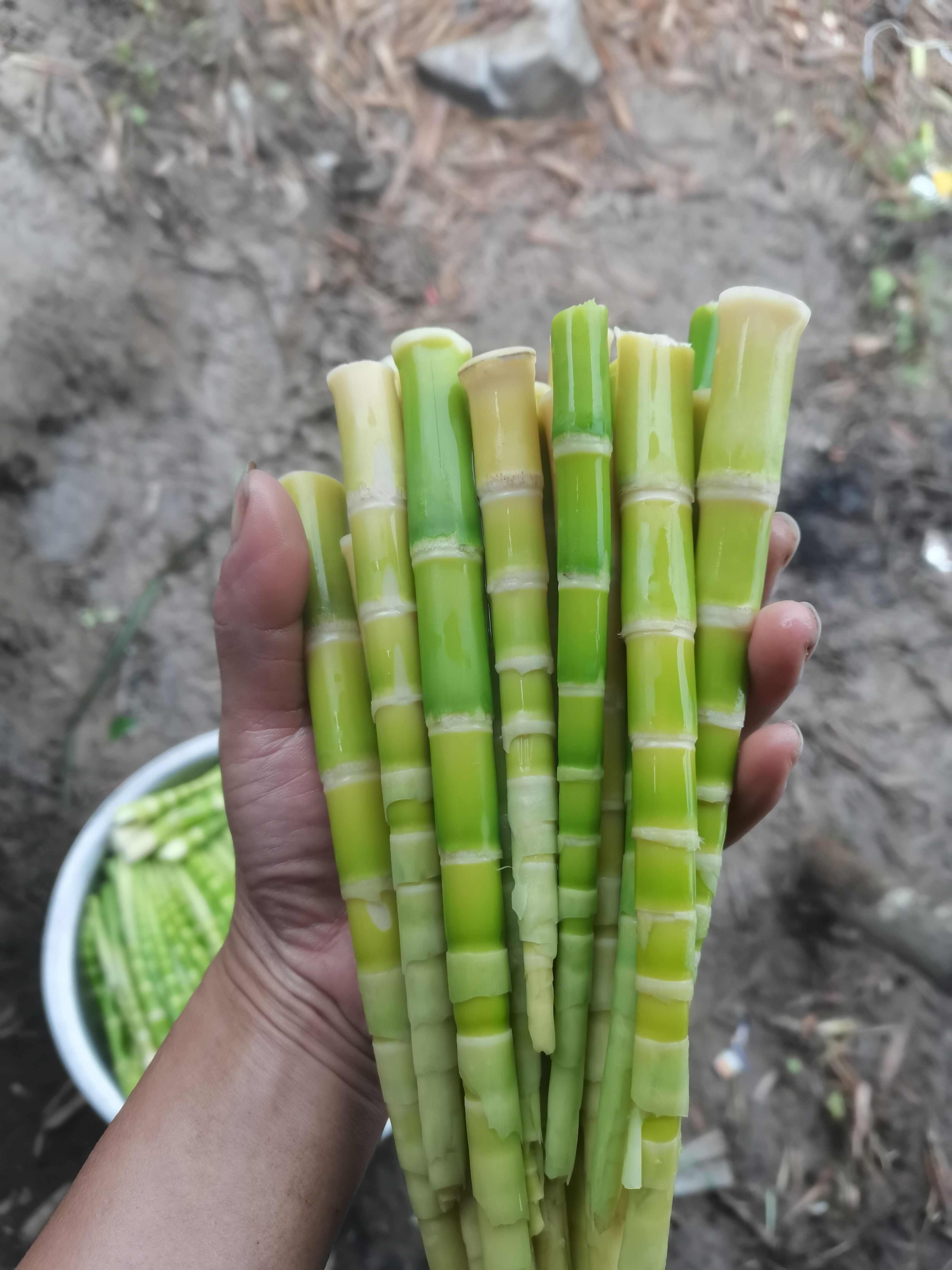 风竹笋，鲜货，低盐抽真空