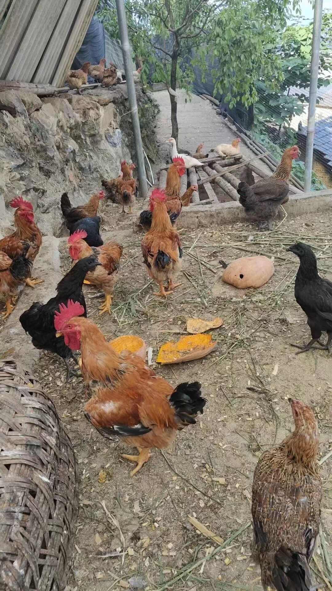 出售云南本地土鸡。有需要的可以联系