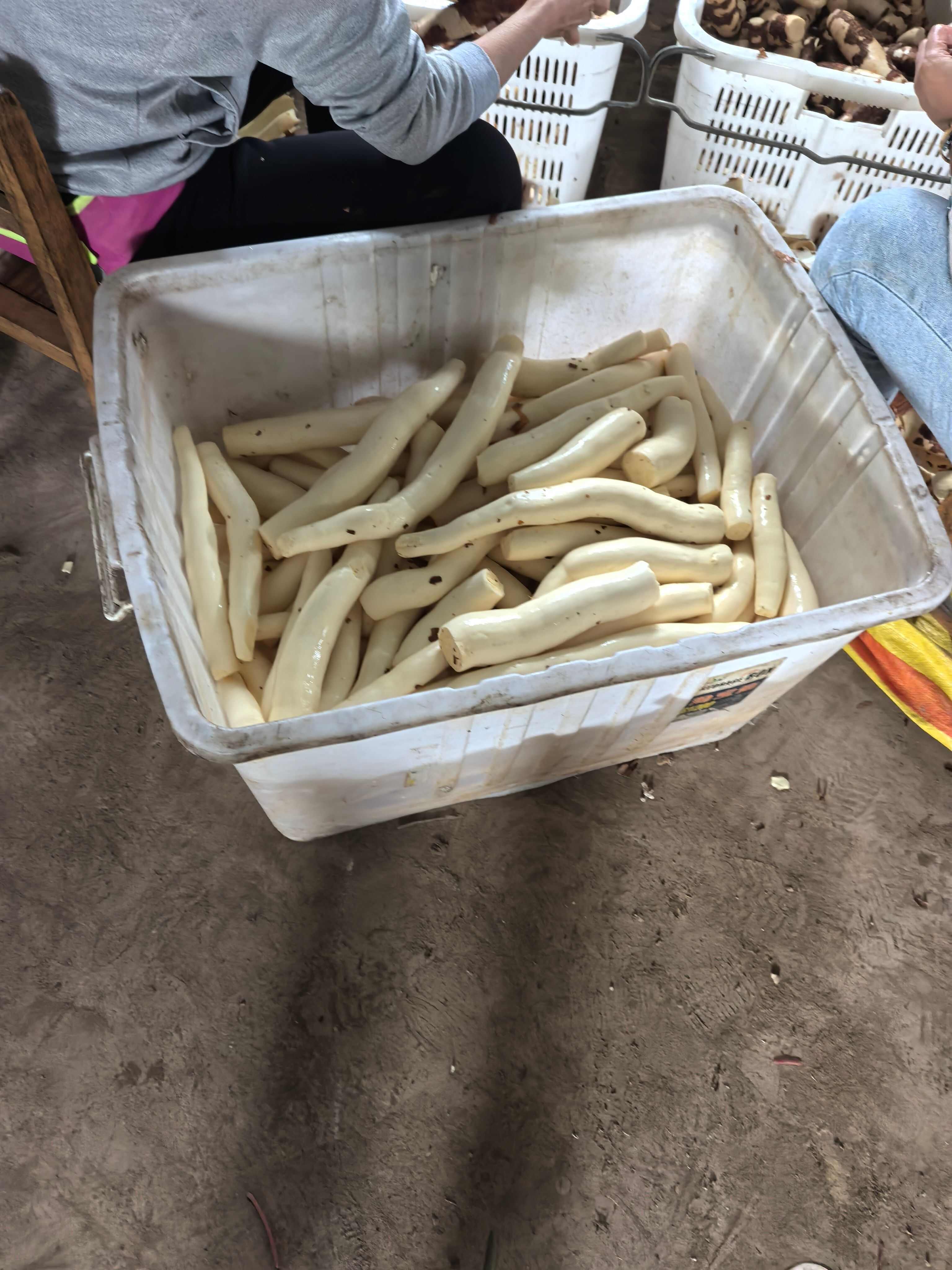 华南9号带皮黄心木薯产地直供