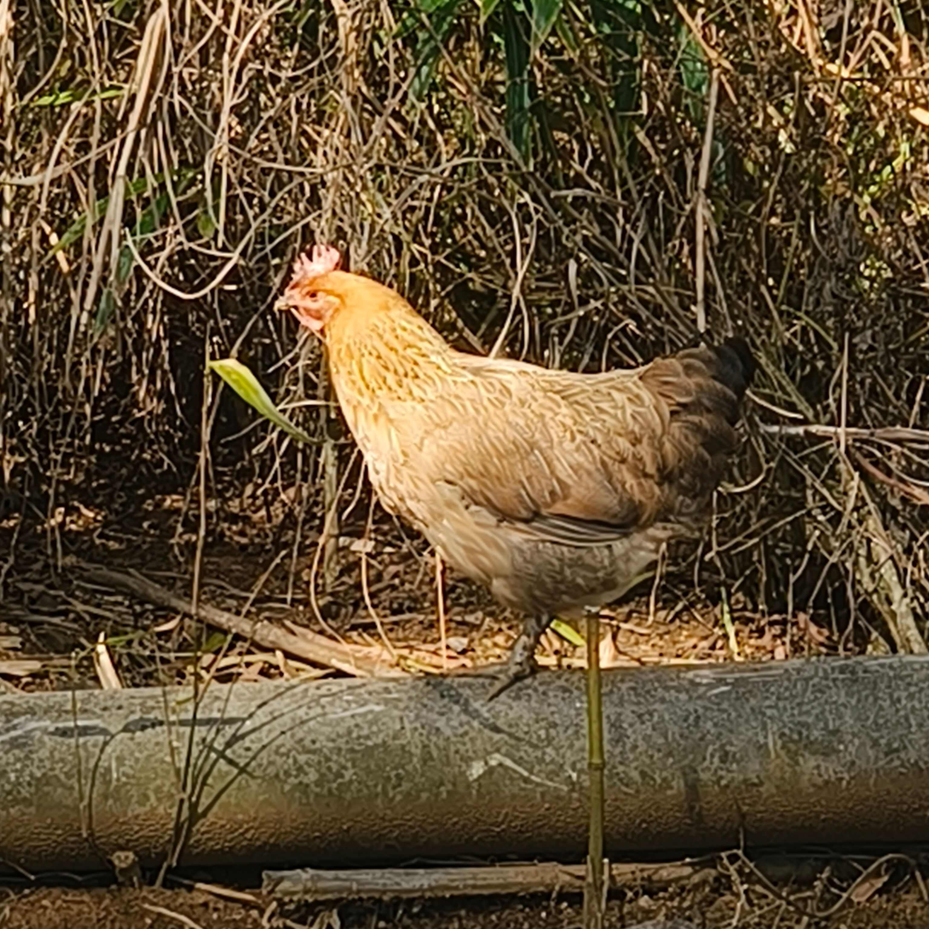 出售云南本地土鸡。有需要的可以联系
