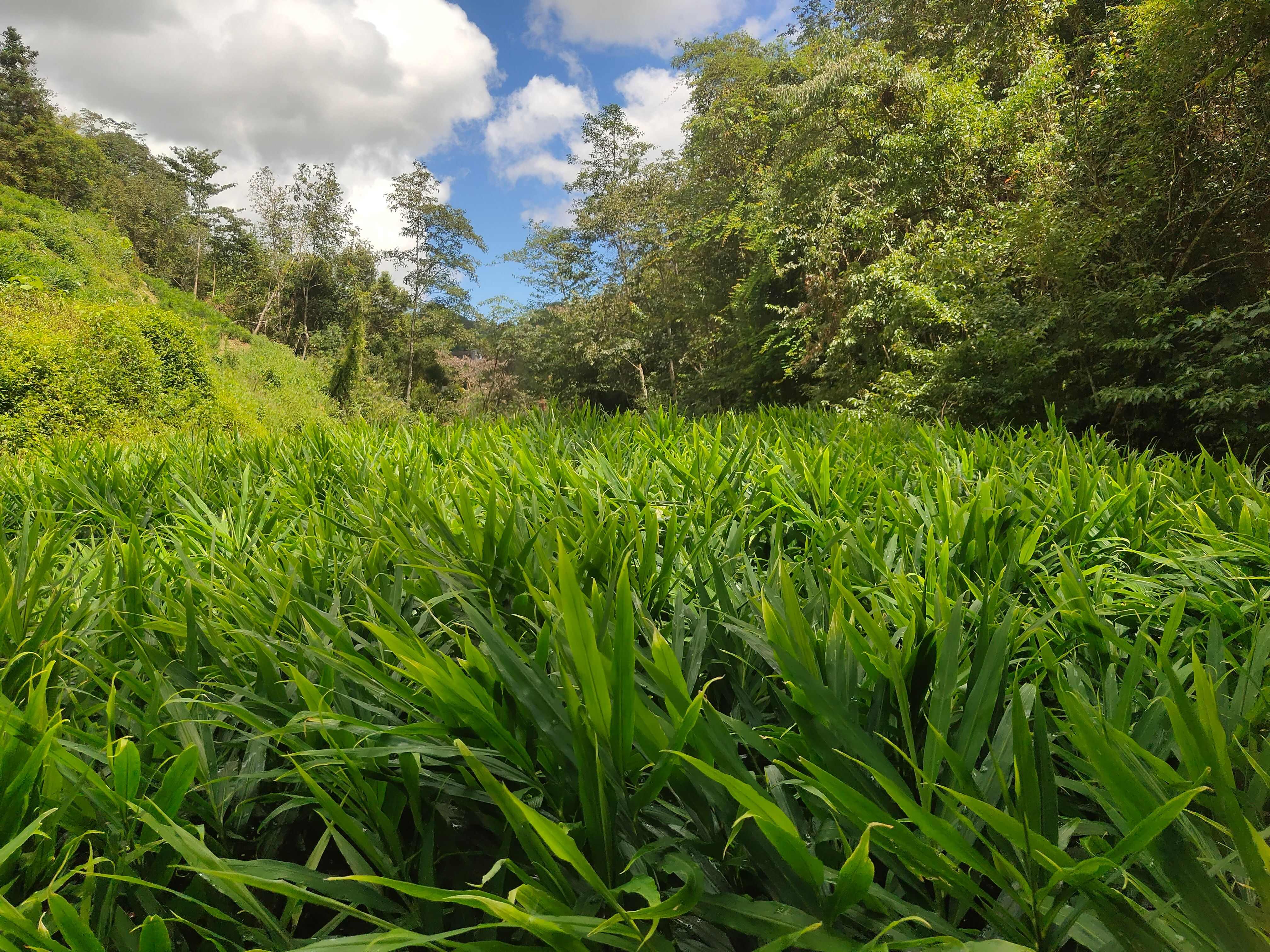 生姜湖南二号，全部新开生地，坡地姜，无死棵，做姜种好。