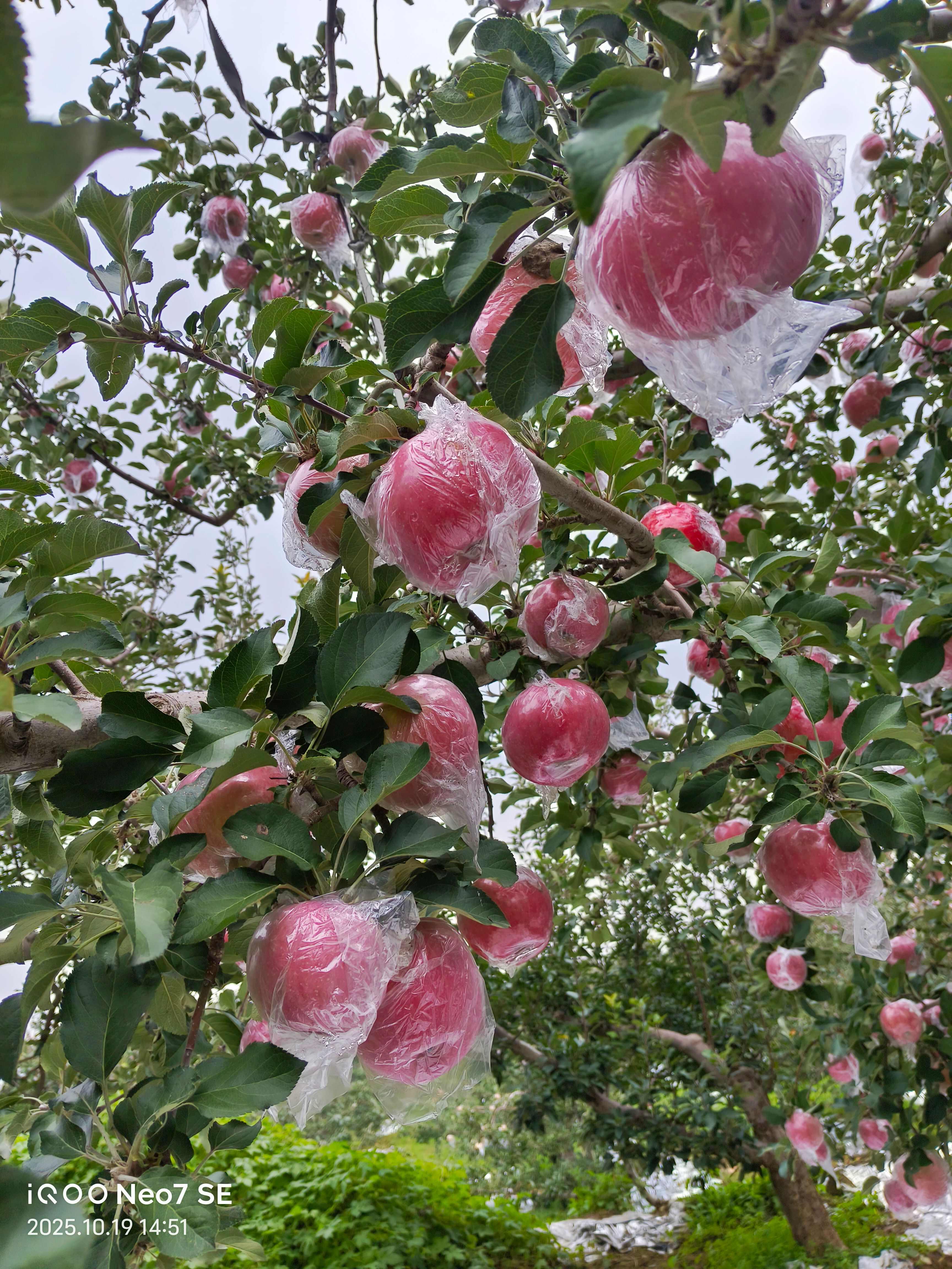 主种植，红星苹果，花冠苹果，富士苹果