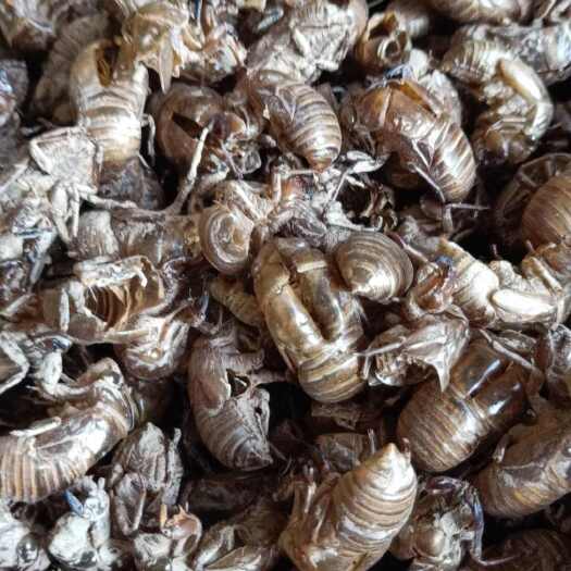 三门峡蝉蜕  蝉蜕沙地净货，人工手选，大壳厚皮