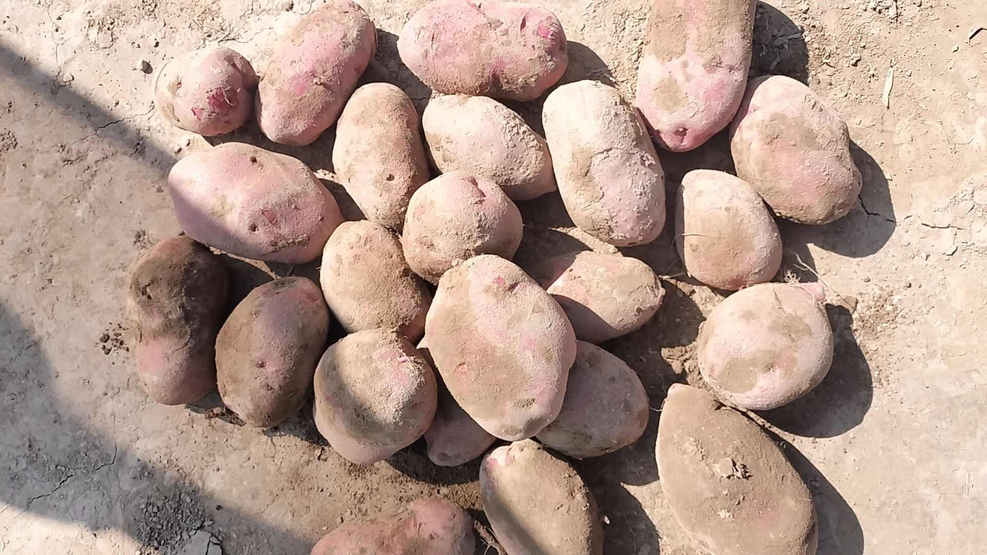 高原红皮黄心土豆