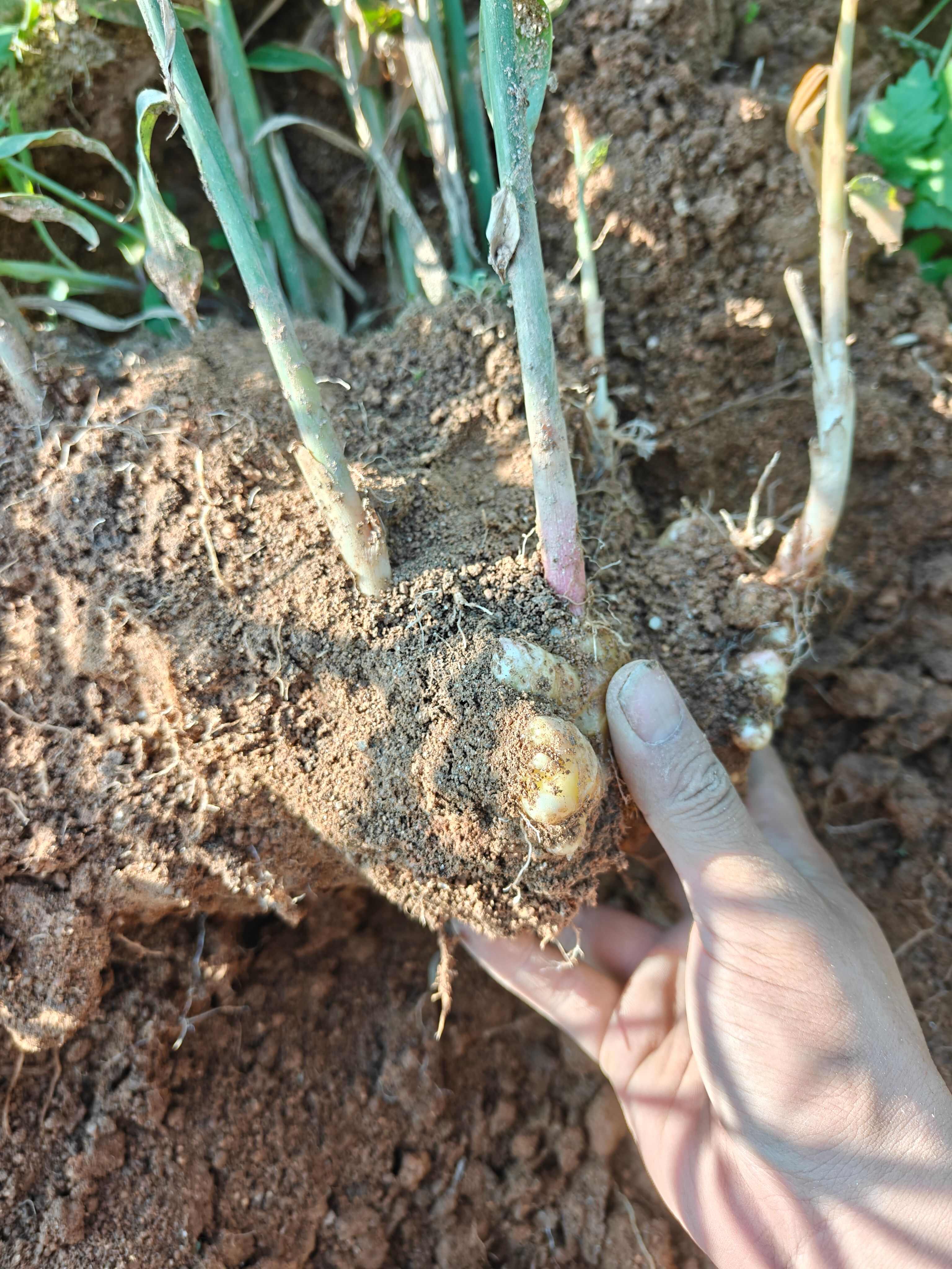 云南生态小黄姜，嫩姜，11 月转老姜可预定