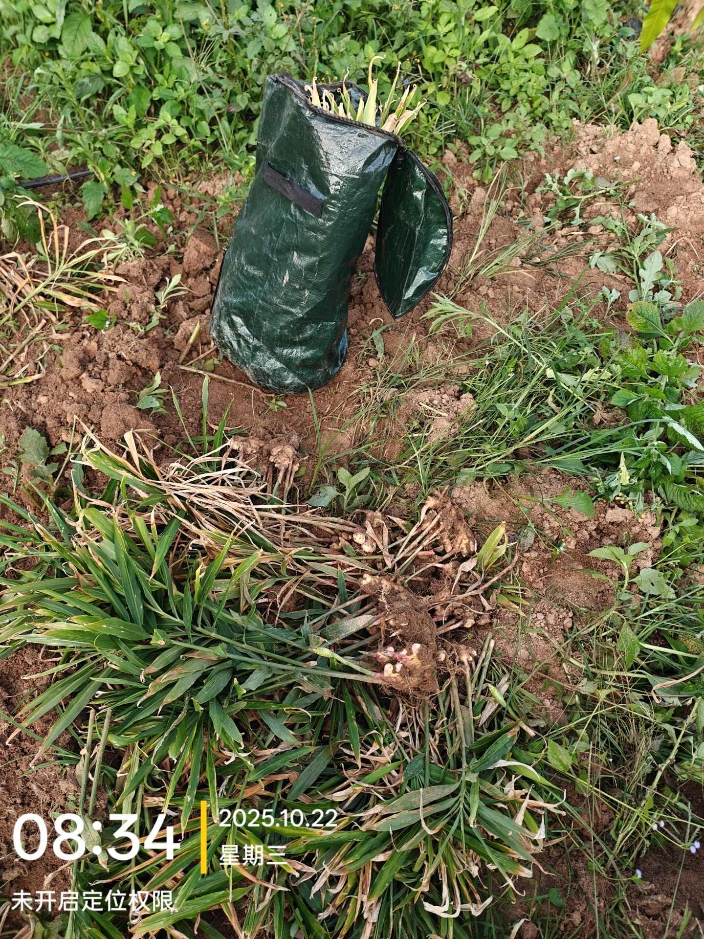 云南生态小黄姜，嫩姜，11 月转老姜可预定