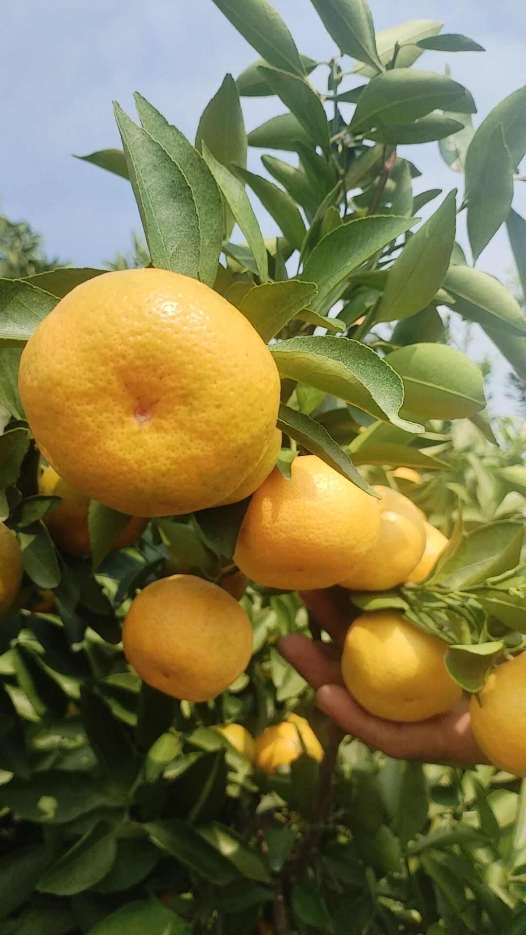 新余蜜橘产地直供，货源充足，口感好，品相好，果面漂亮，色度亮