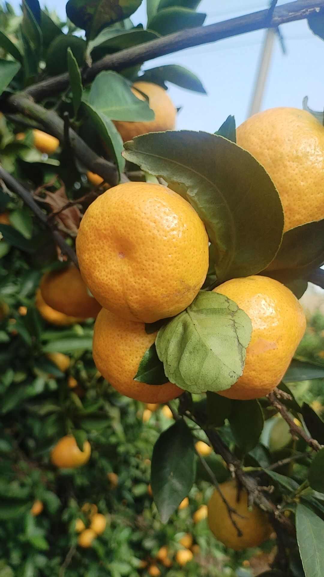 新余蜜橘产地直供，货源充足，口感好，品相好，果面漂亮，色度亮