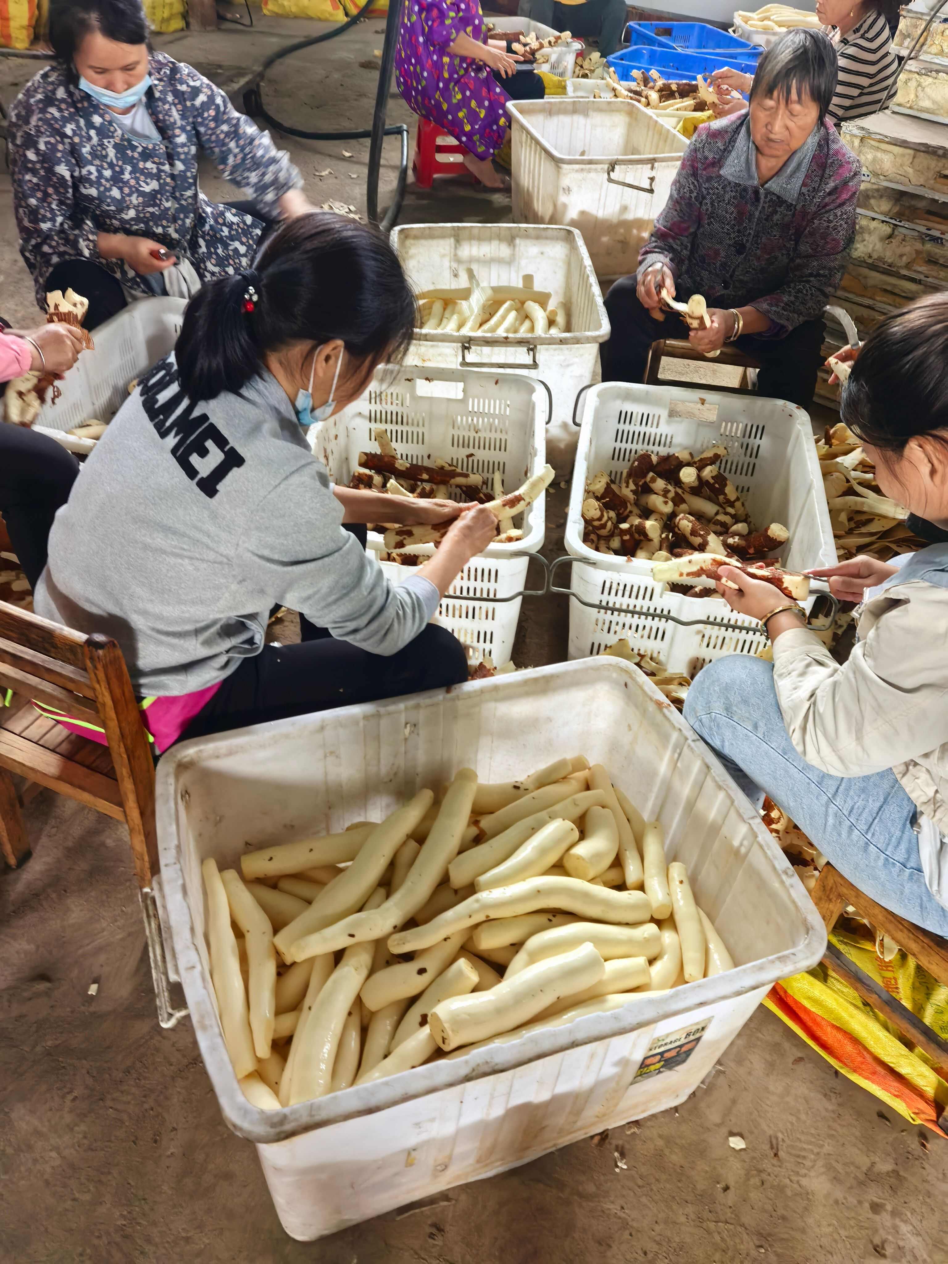 华南9号带皮黄心木薯产地直供