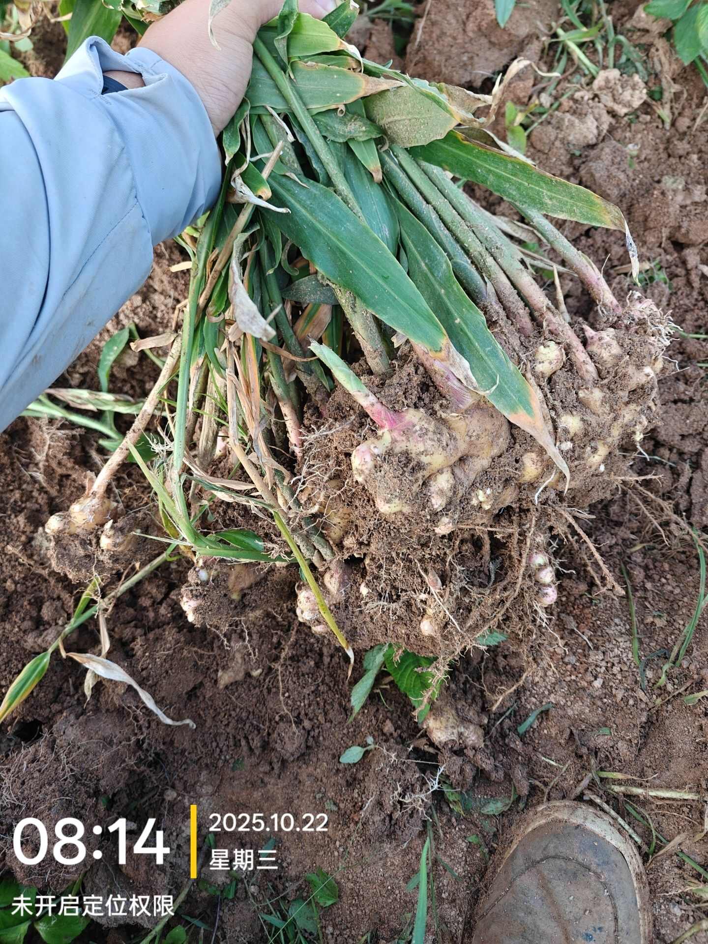 云南生态小黄姜，嫩姜，11 月转老姜可预定