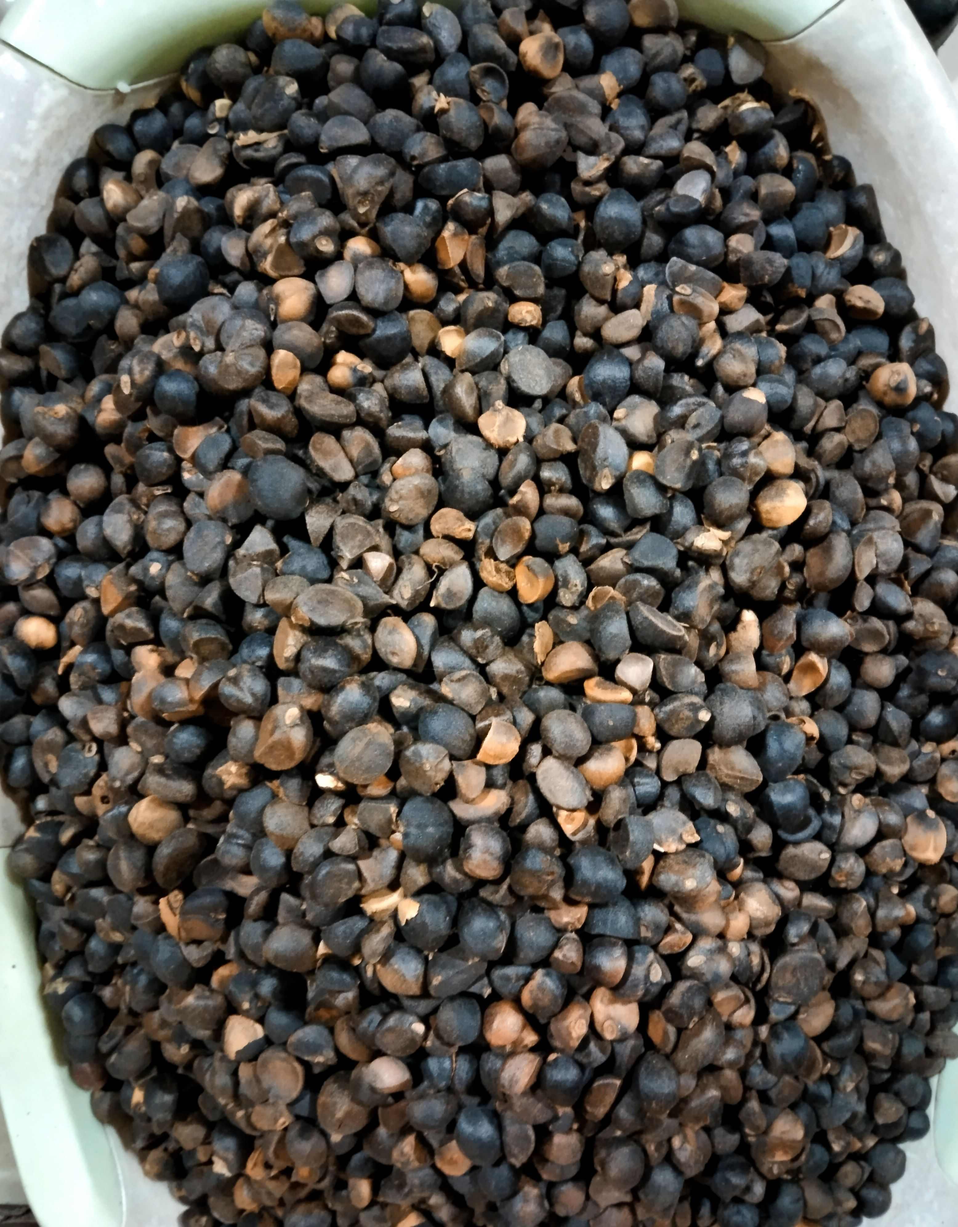 油茶籽，手工捡籽