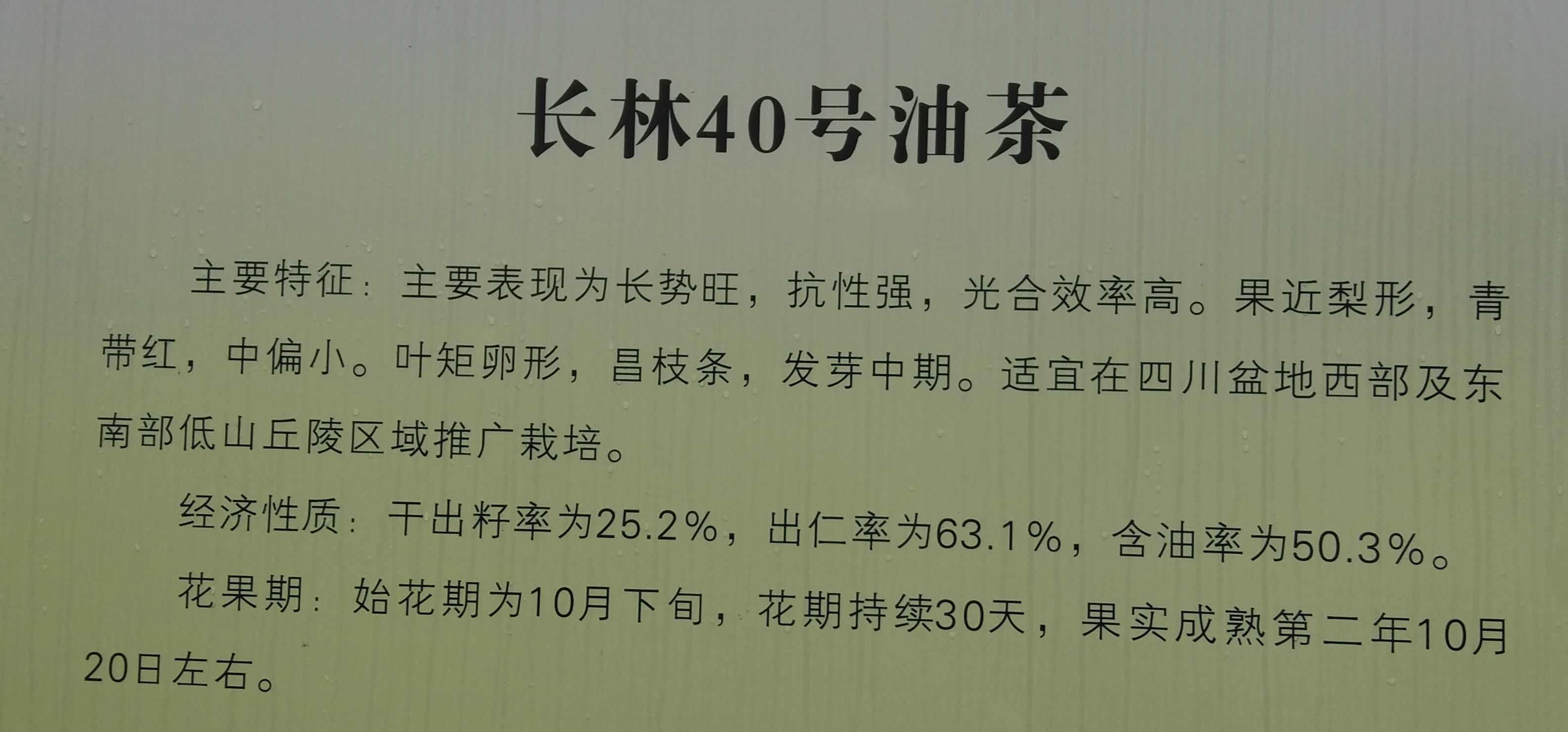 油茶籽，手工捡籽