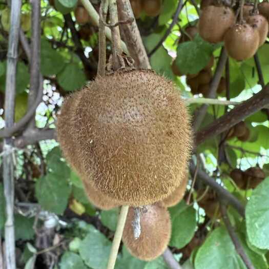 康县纯野生猕猴桃