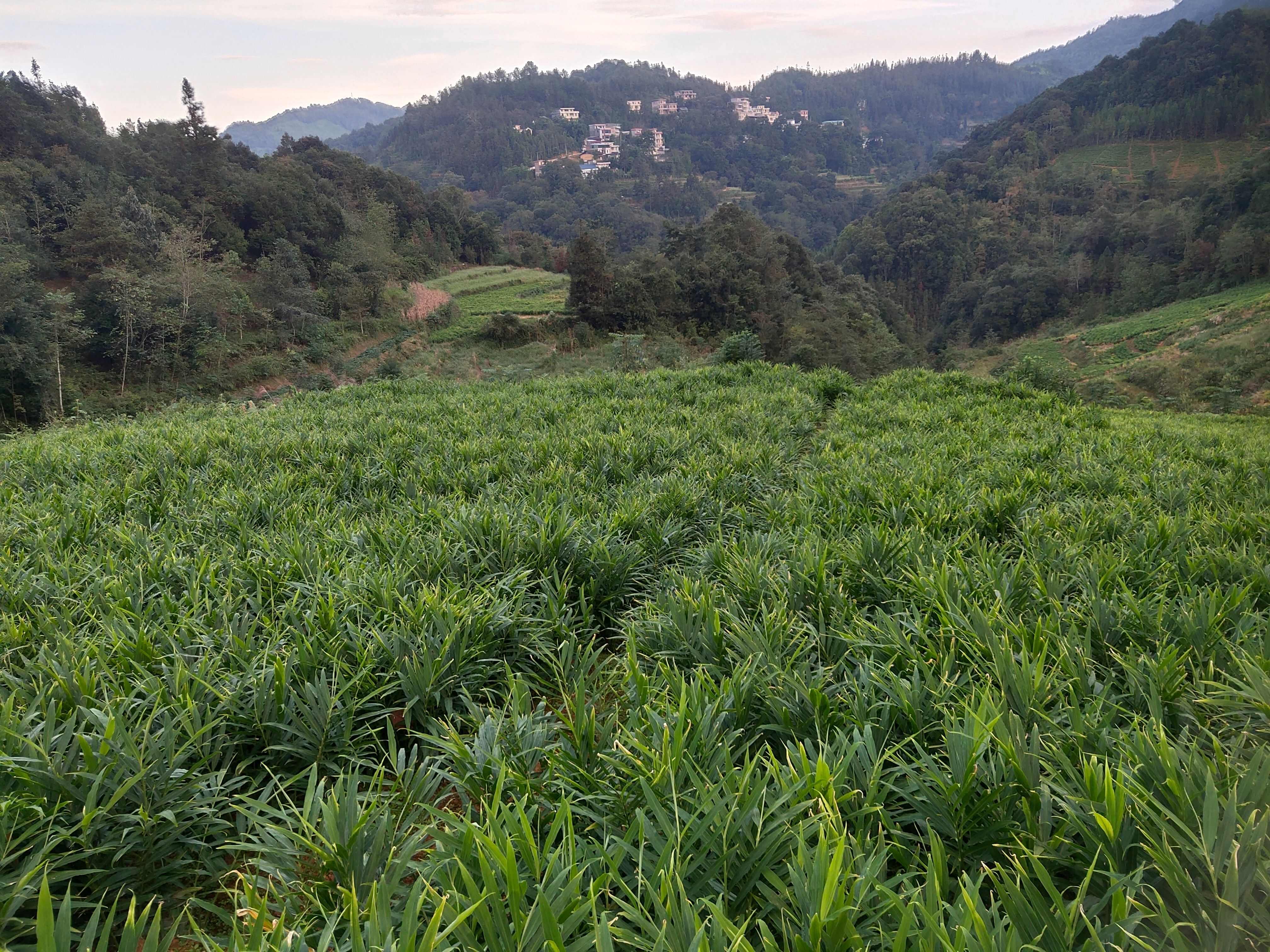 生姜湖南二号，全部新开生地，坡地姜，无死棵，做姜种好。