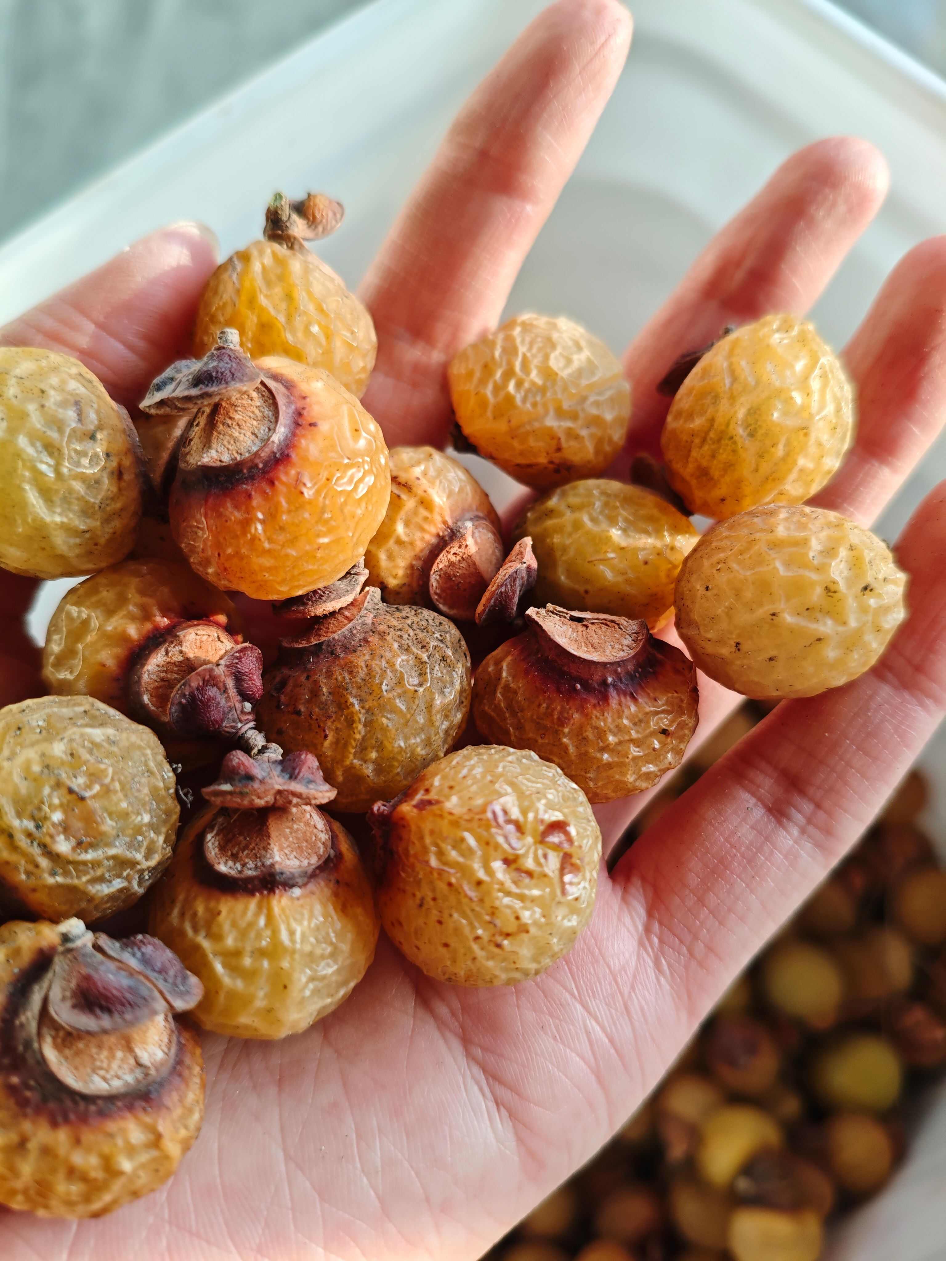 产地新采无患子 中药材 全草类优质货源