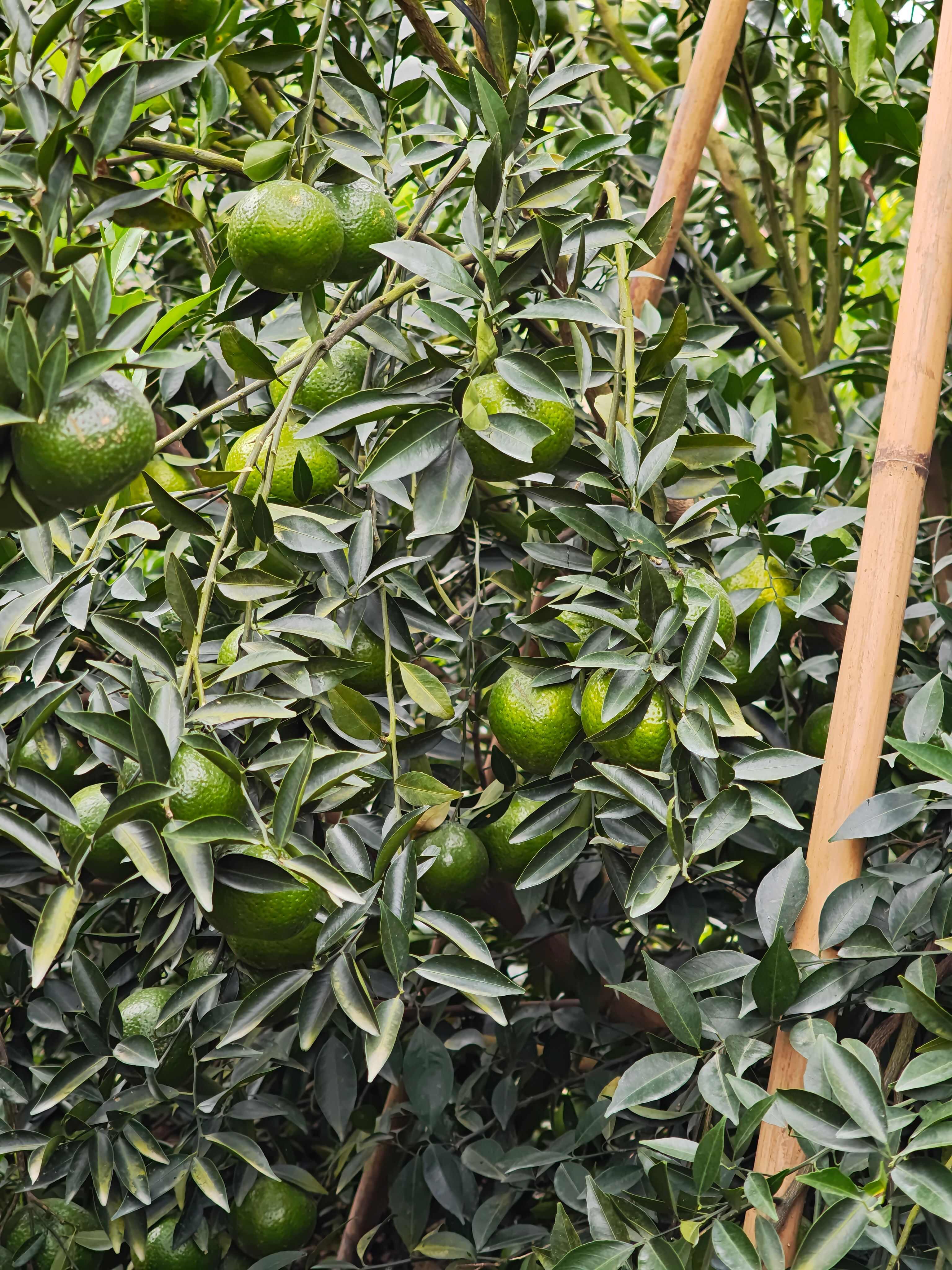 新会茶枝柑 天马产区圈枝