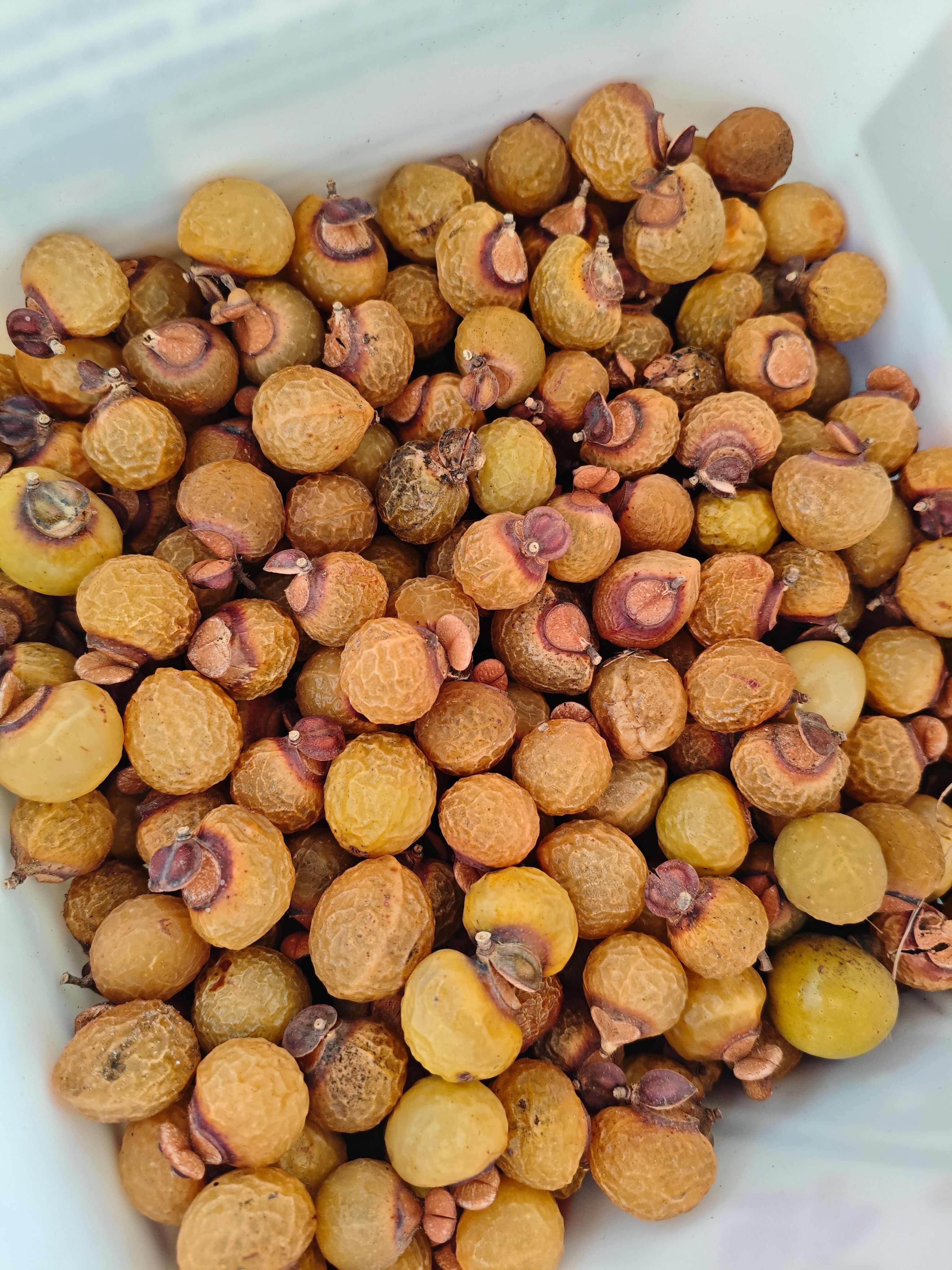 产地新采无患子 中药材 全草类优质货源