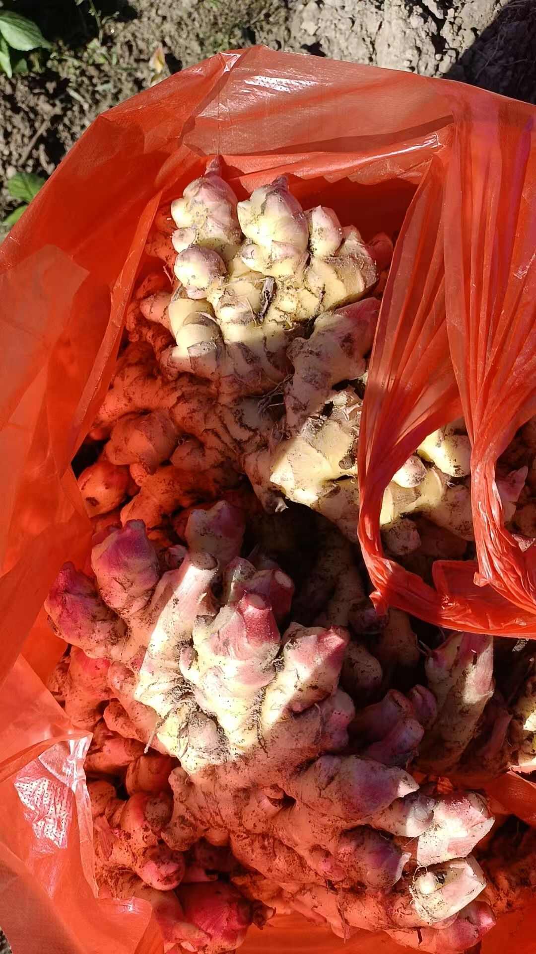 家里小黄姜，不是山东大姜，无论是做药材还是炒菜，口感作用更好