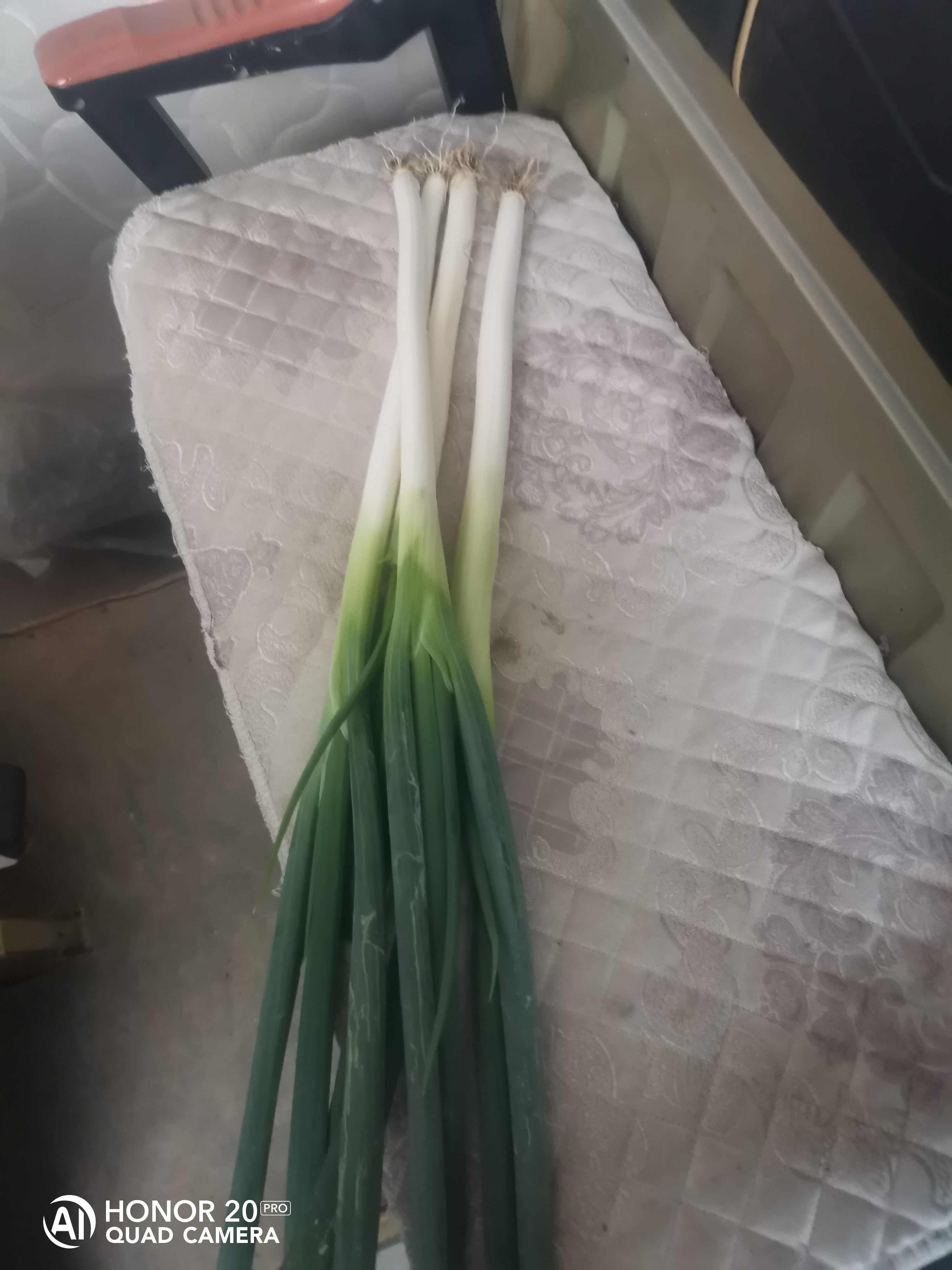 精品大葱