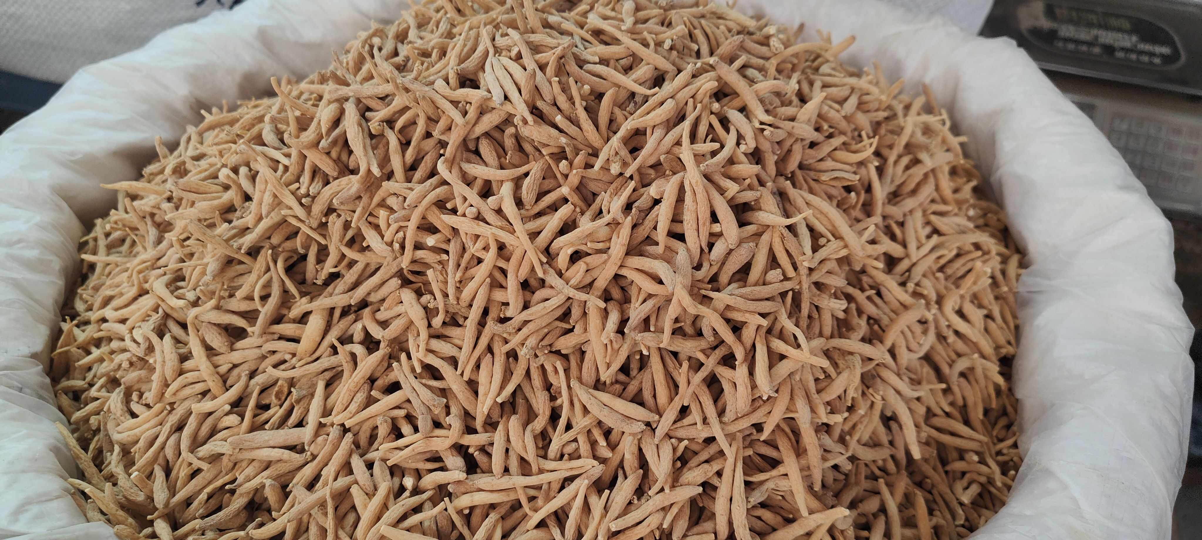 广西玉林太子参中药材优质根茎类