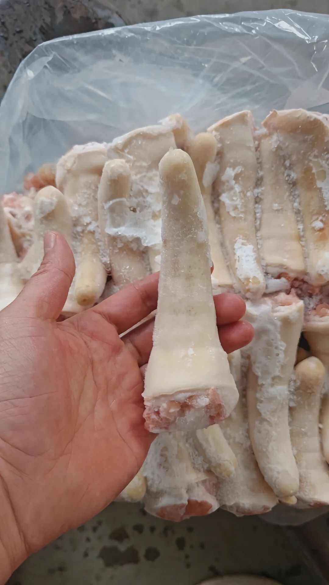 猪副产品 胶质丰富 肉质鲜嫩 冷冻中长短猪尾巴