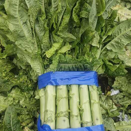 成都阿坝州莴笋 三青