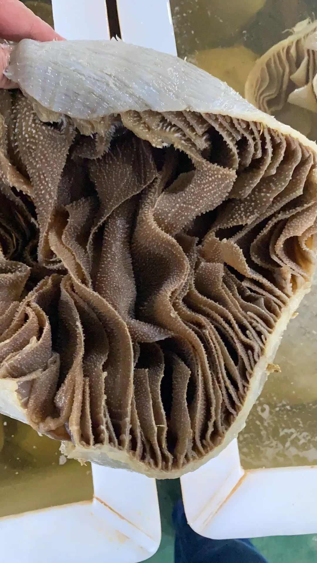 牛副产品 肉质肥厚 颗粒饱满 叶片完整 牛百叶
