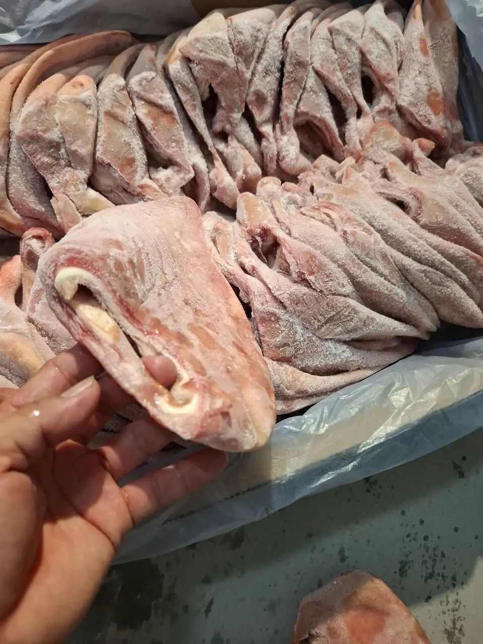 猪副产品 精修处理 爽脆可口 卤拌烧烤 冷冻猪耳朵