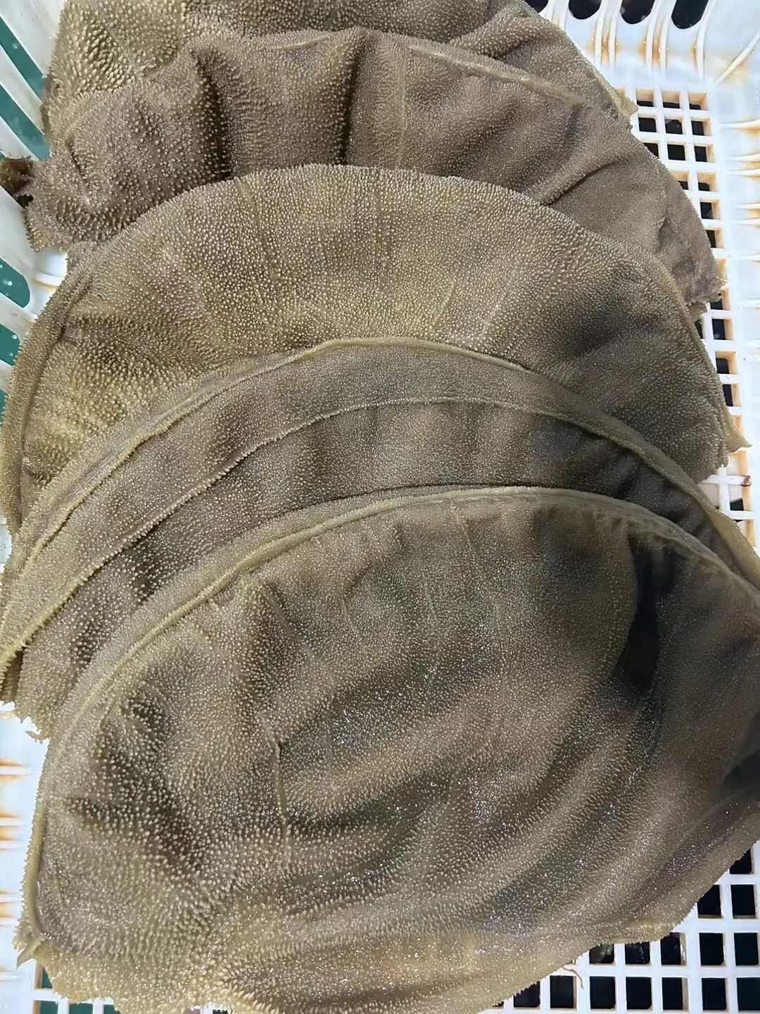 牛副产品 肉质肥厚 颗粒饱满 叶片完整 牛百叶