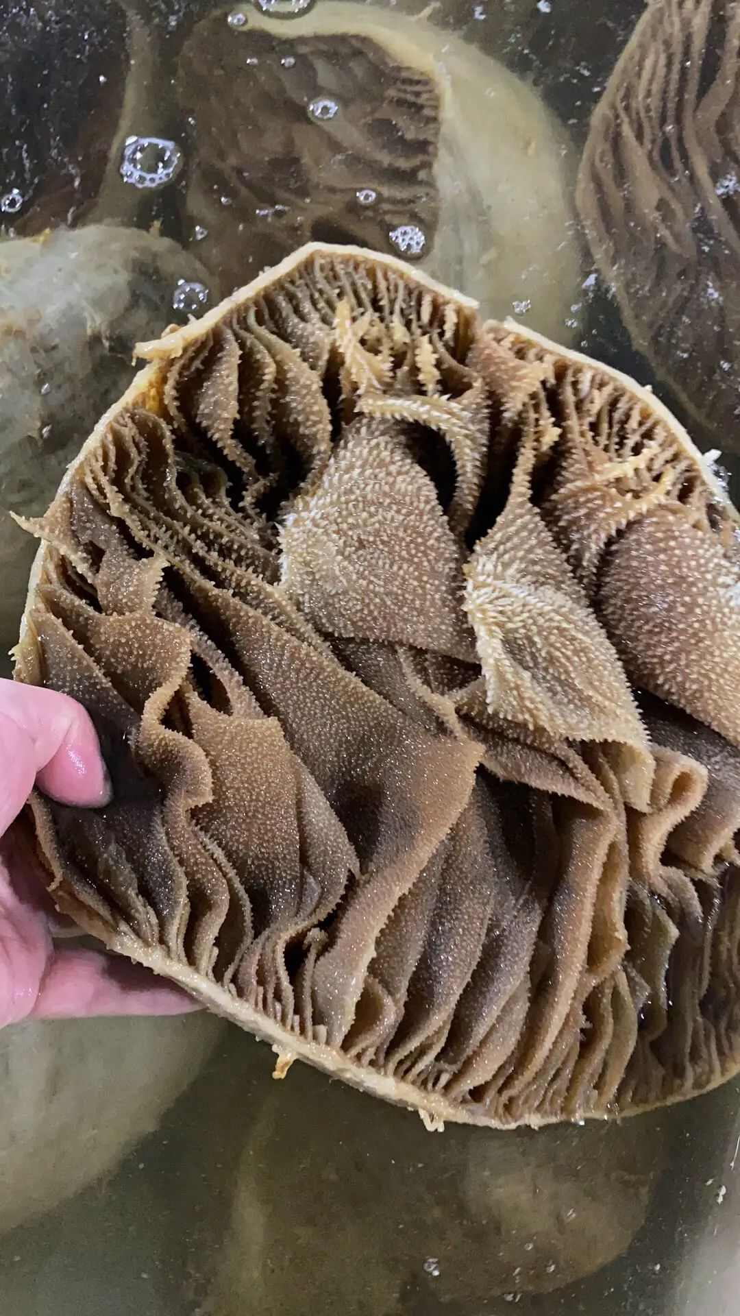 牛副产品 肉质肥厚 颗粒饱满 叶片完整 牛百叶