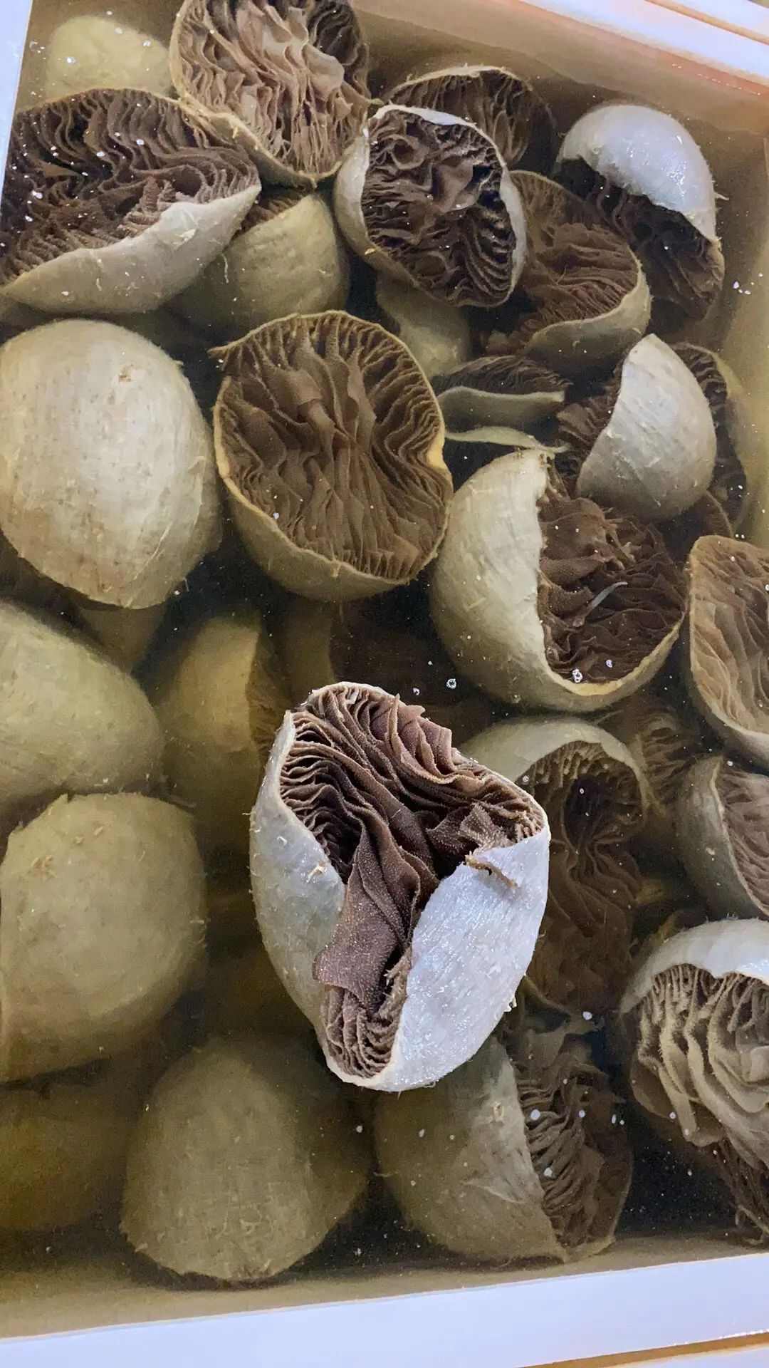 牛副产品 肉质肥厚 颗粒饱满 叶片完整 牛百叶