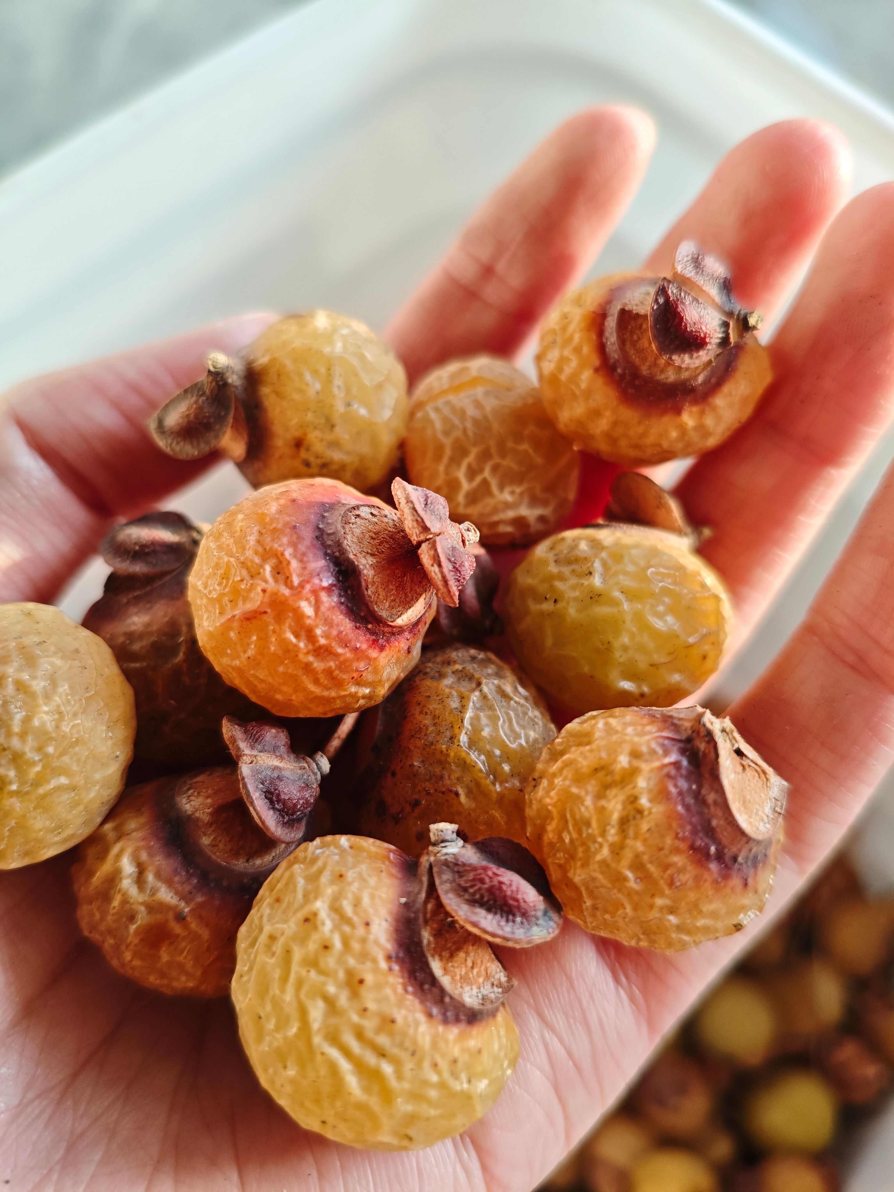 产地新采无患子 中药材 全草类优质货源