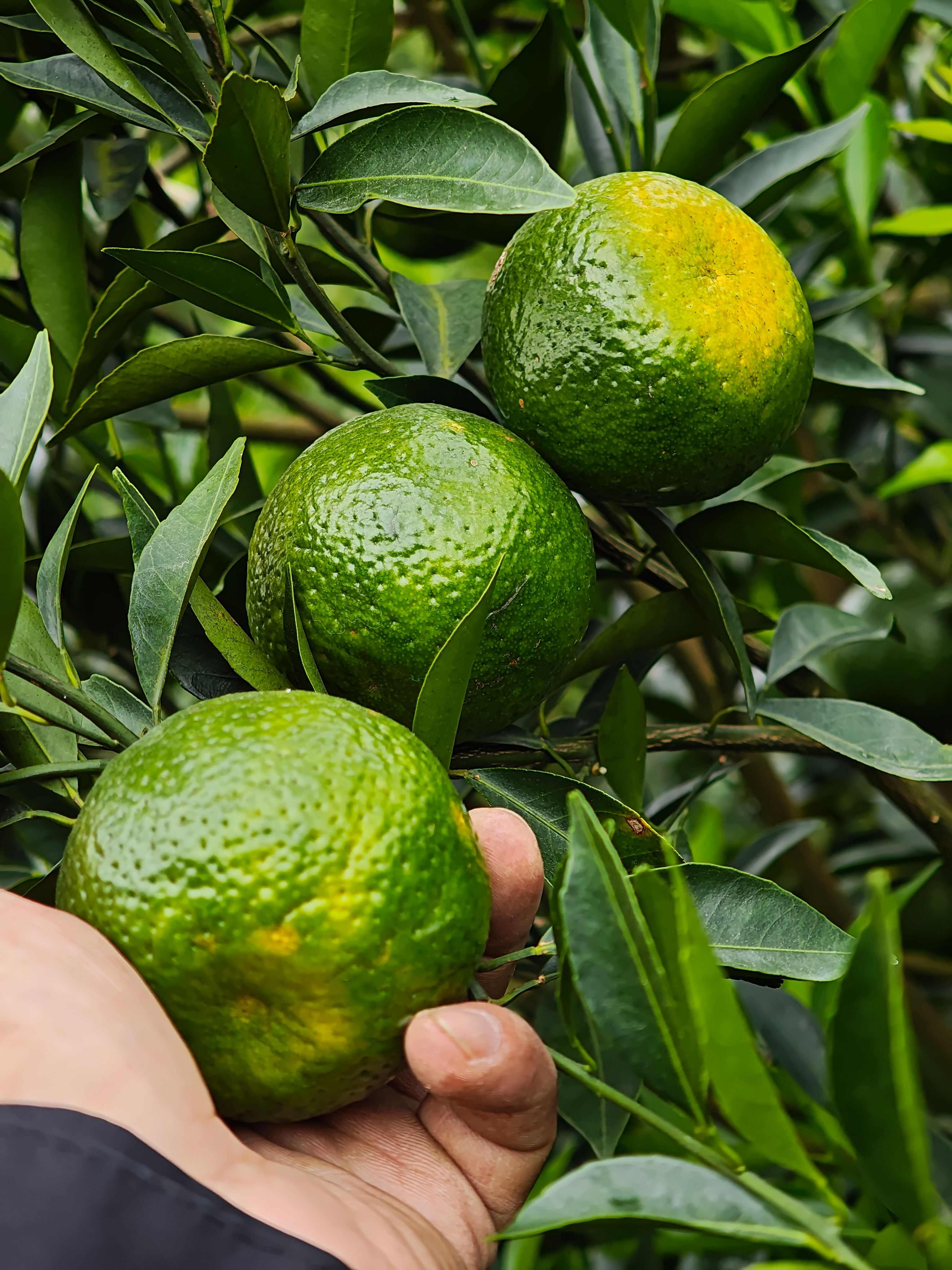 新会茶枝柑 天马产区圈枝