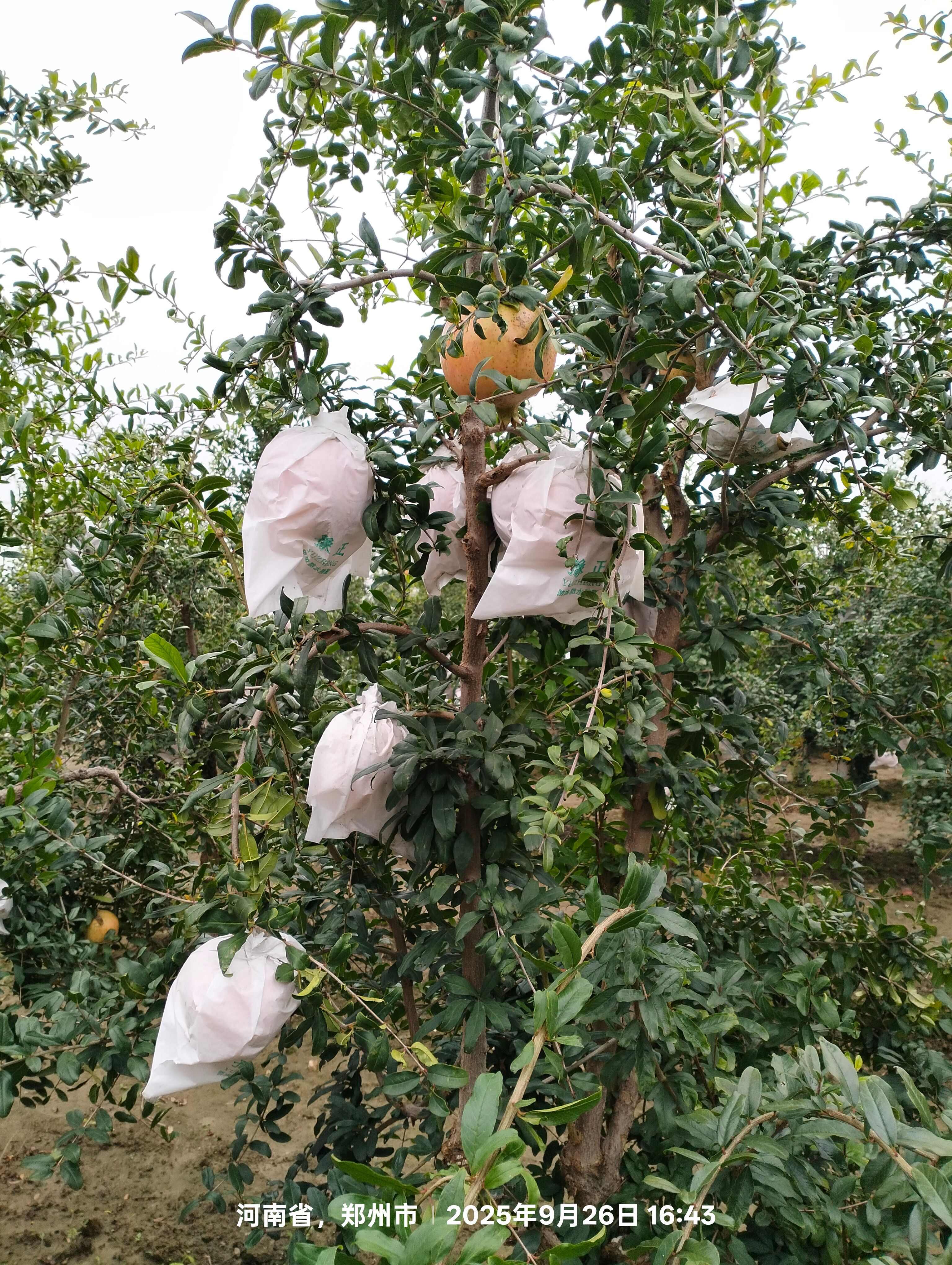 突尼斯软籽