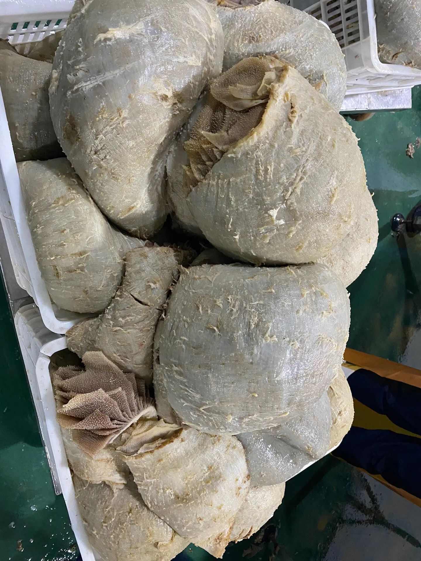 牛副产品 肉质肥厚 颗粒饱满 叶片完整 牛百叶