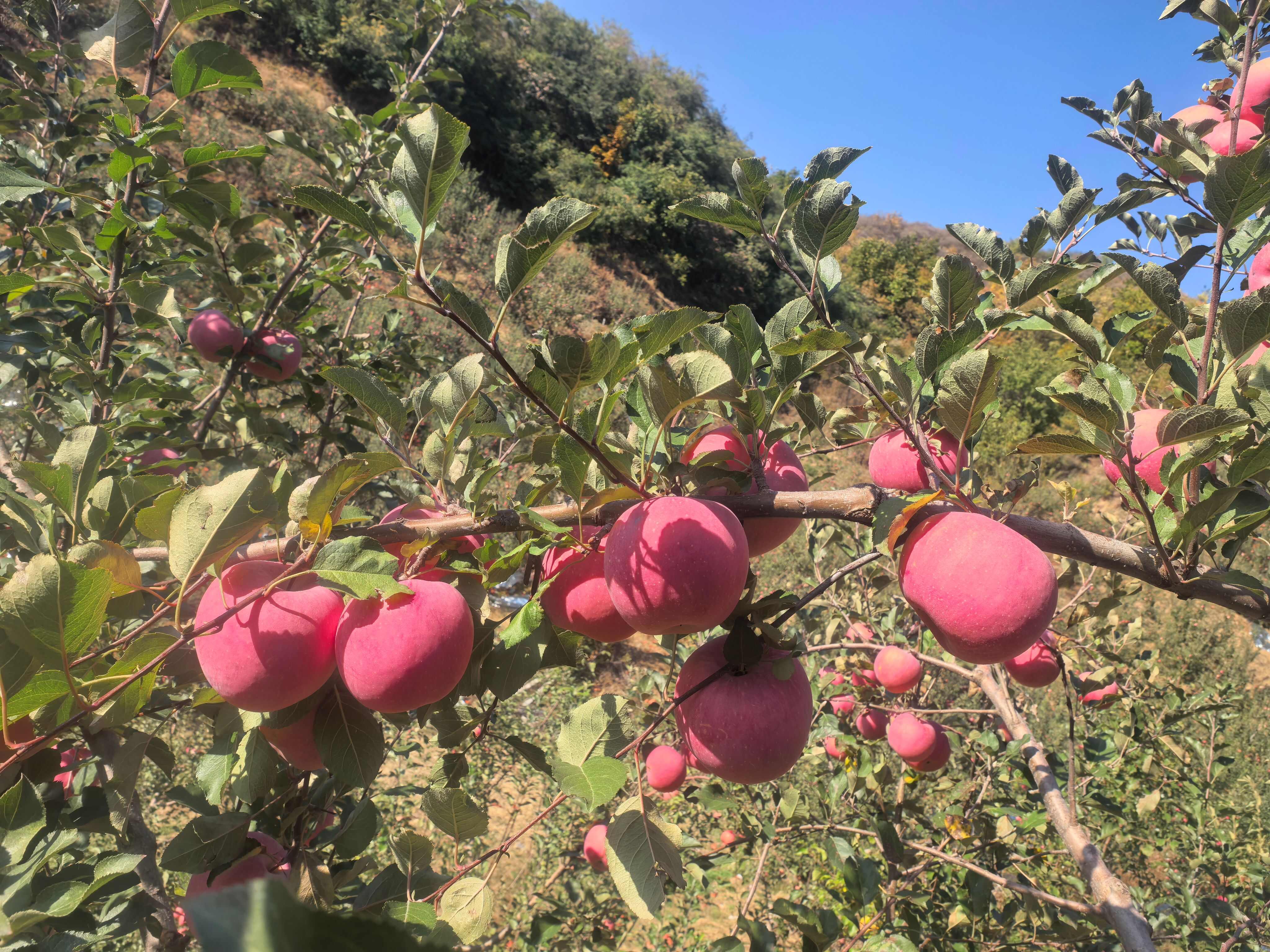 河北青龙县山地红富士