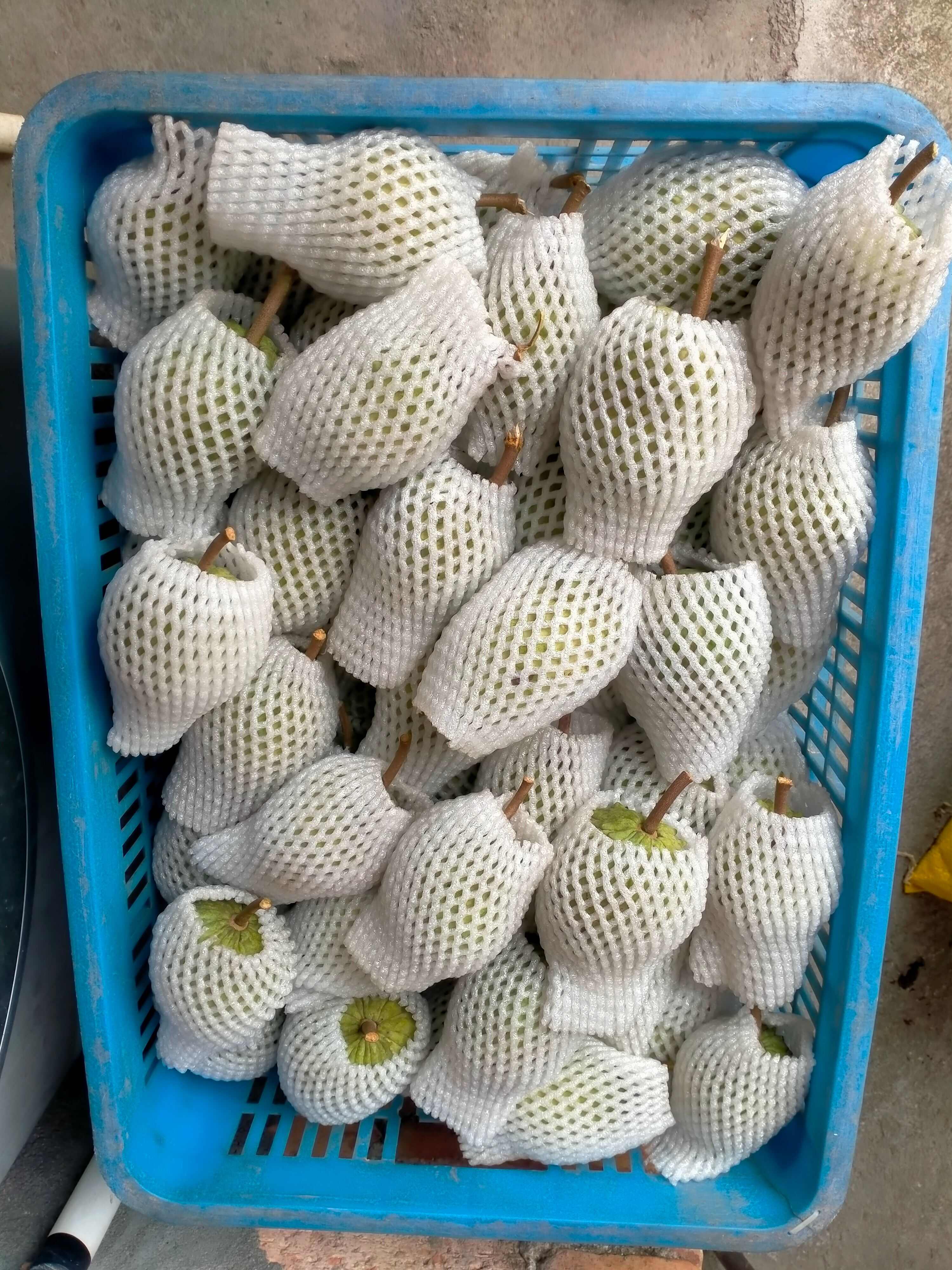 清远市本地、薄皮、释迦果、农家肥种植，更清甜、更美味！