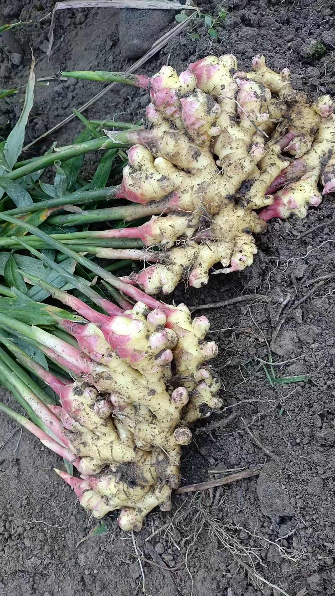 家里小黄姜，不是山东大姜，无论是做药材还是炒菜，口感作用更好