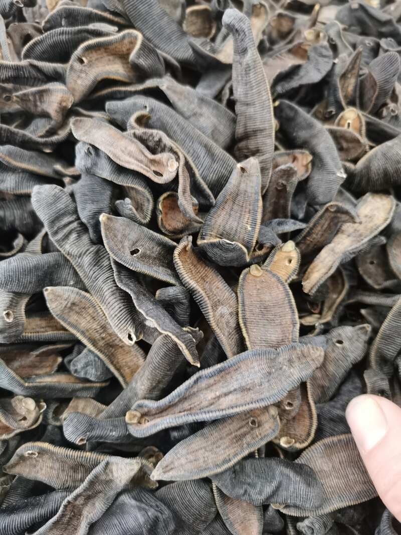 水蛭/蚂蟥  清水吊干，肉厚，量大优惠