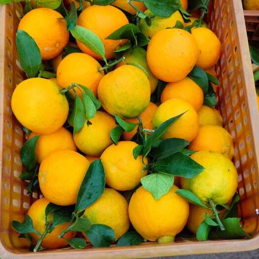资中县四川爱媛果冻橙大量上市，颜色火红，入口化渣，纯甜无酸