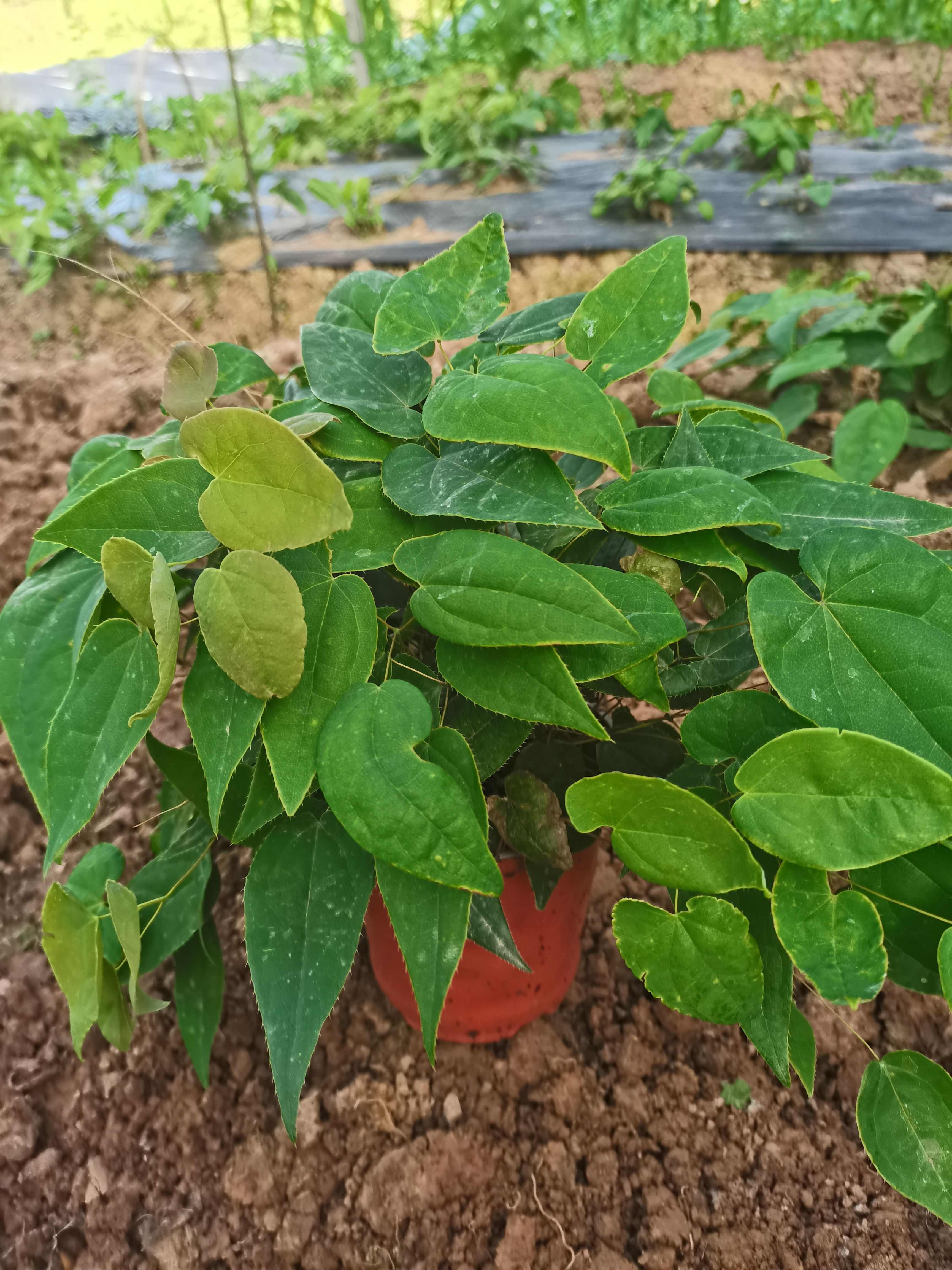 高含量高萌发柔毛淫羊藿原杯原土发货